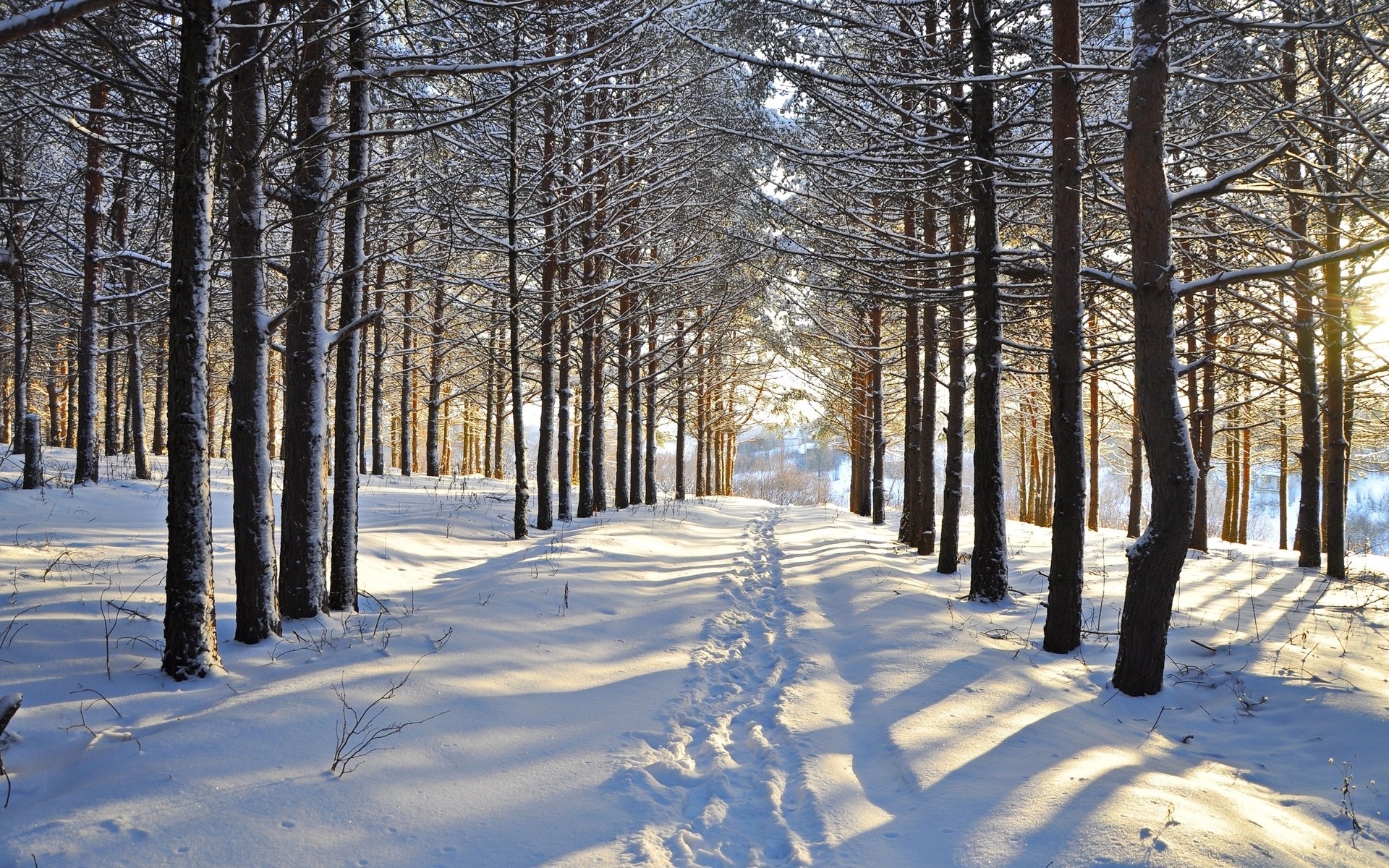 1920x1200 Snowy Forest Steps Vale Sunny wallpapers and stock photos