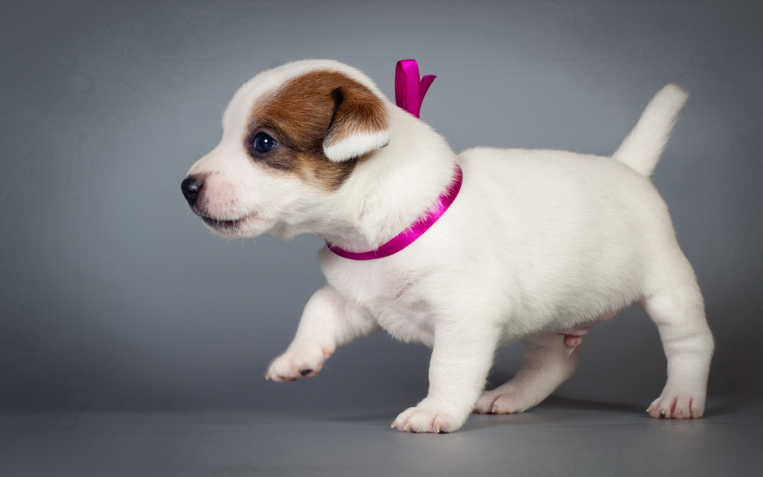 2560x1600 Wallpaper Puppy Jack Russell terrier Dogs Animals 