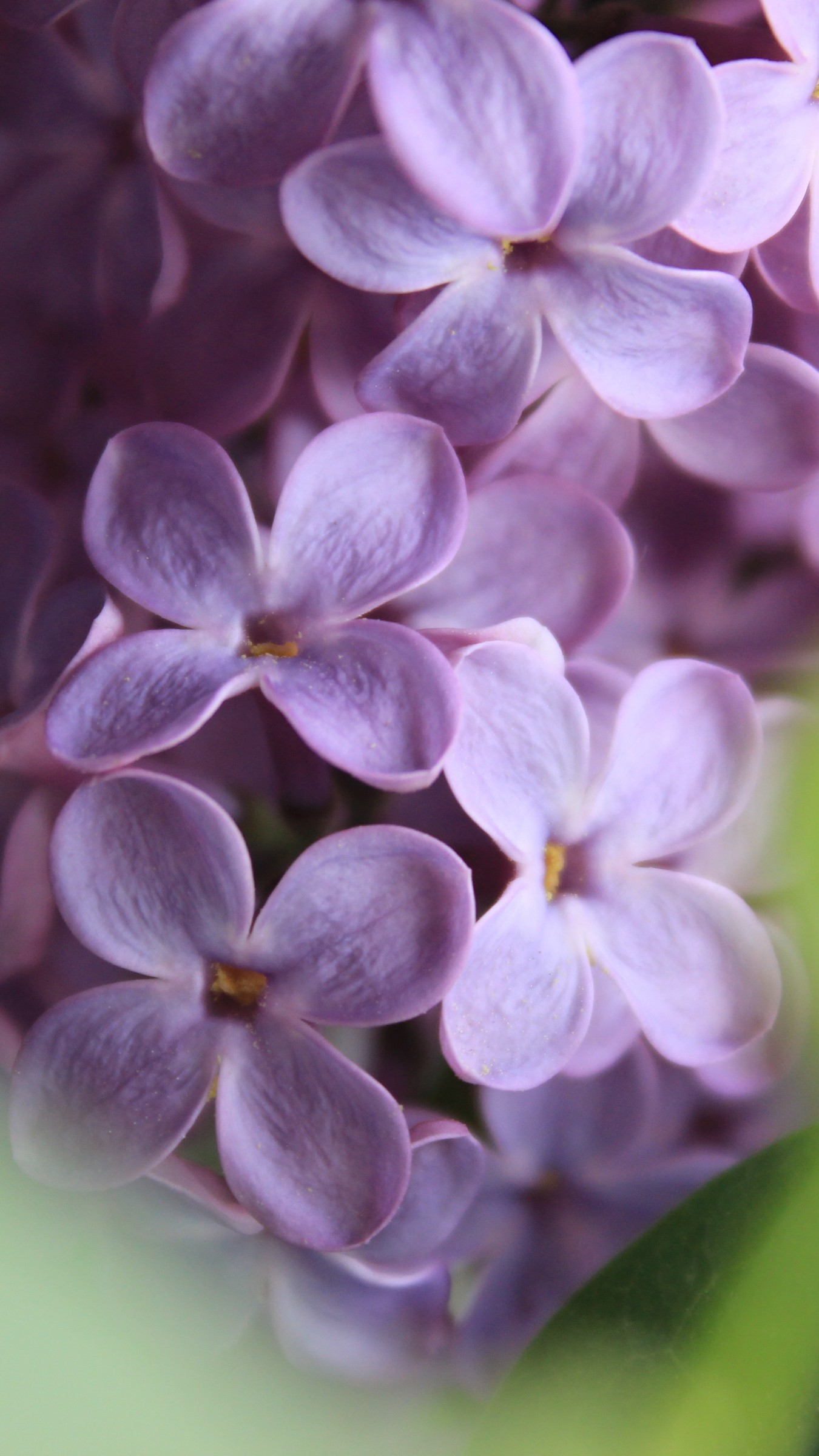 1350x2400  Wallpaper lilac, flowers, macro