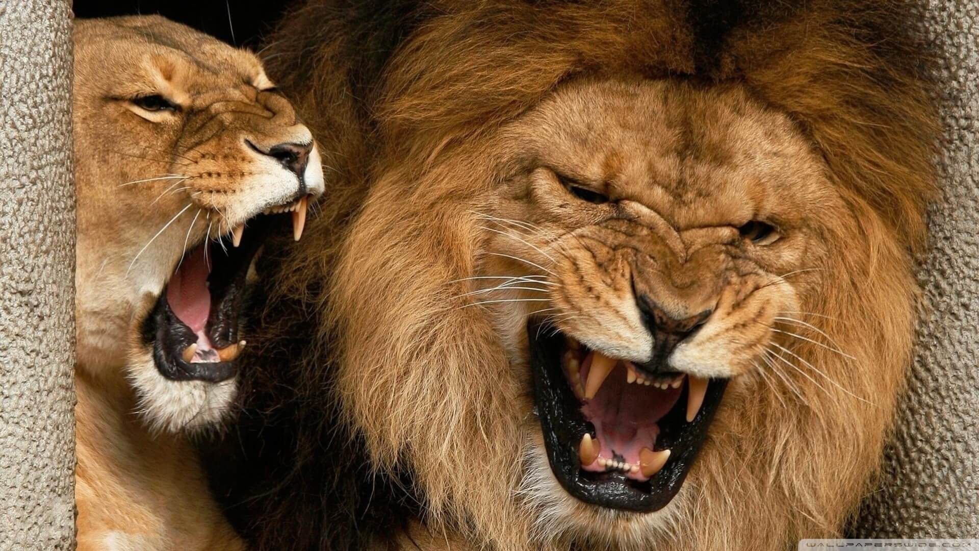 1920x1080 Lion Wallpapers for iPad