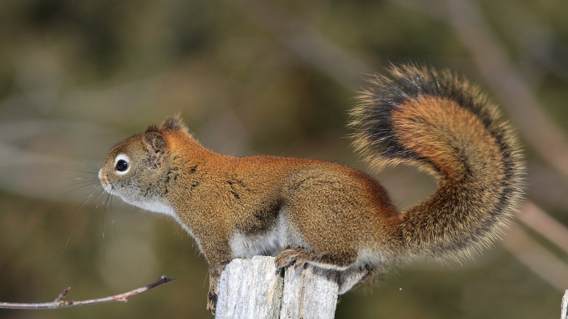 1920x1080  px squirrel wallpaper - Full HD Backgrounds by Bond WilKinson
