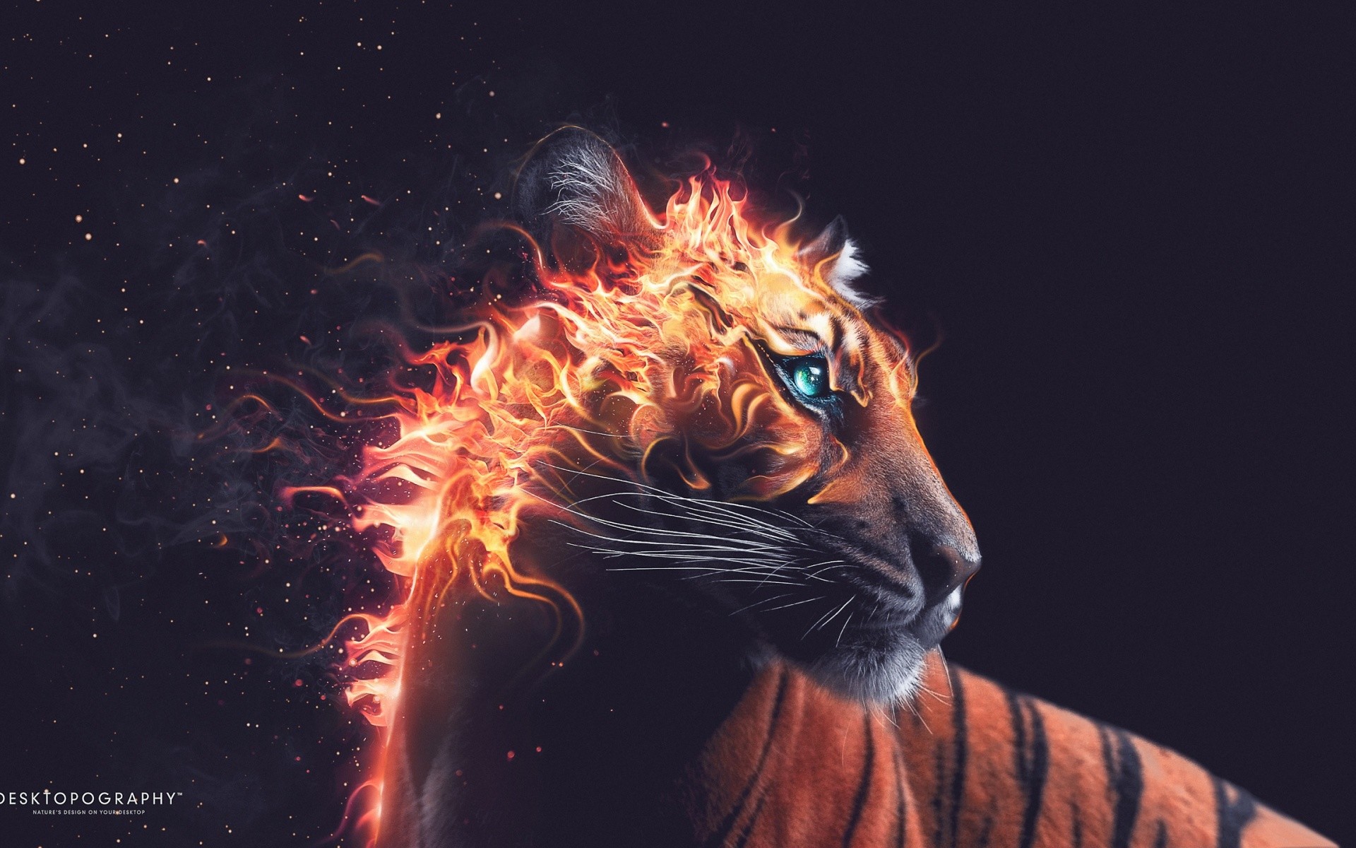 1920x1200 Tiger Fire Wallpapers | HD Wallpapers | ID #13883
