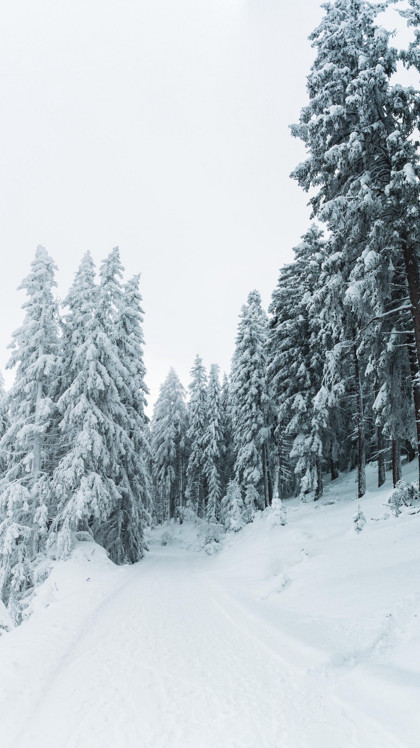 1440x2560  Wallpaper winter, snow, trees, path, snowy