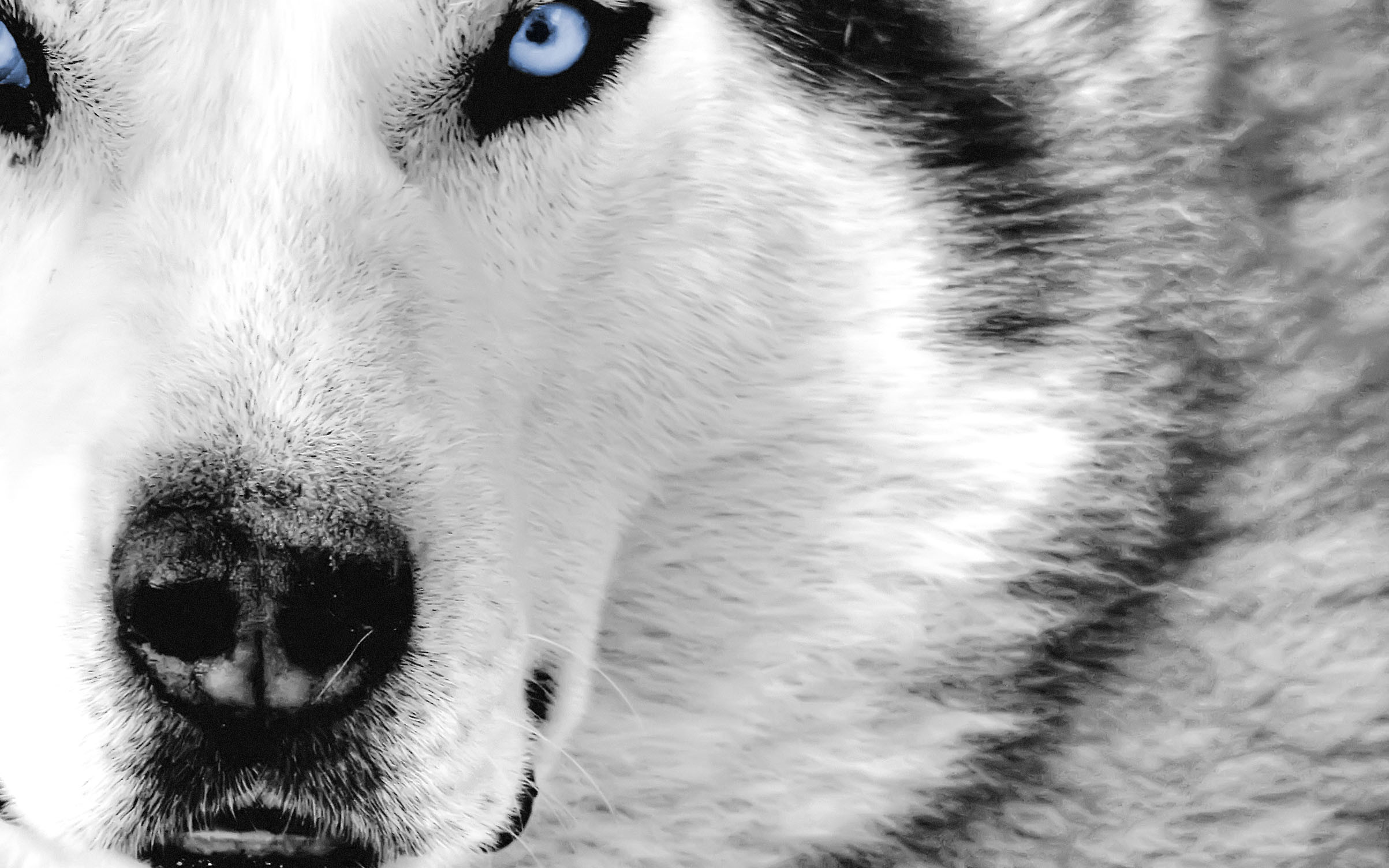 2406x1504 ... wolf hd animal wallpapers pet love cool animals desktop images ...