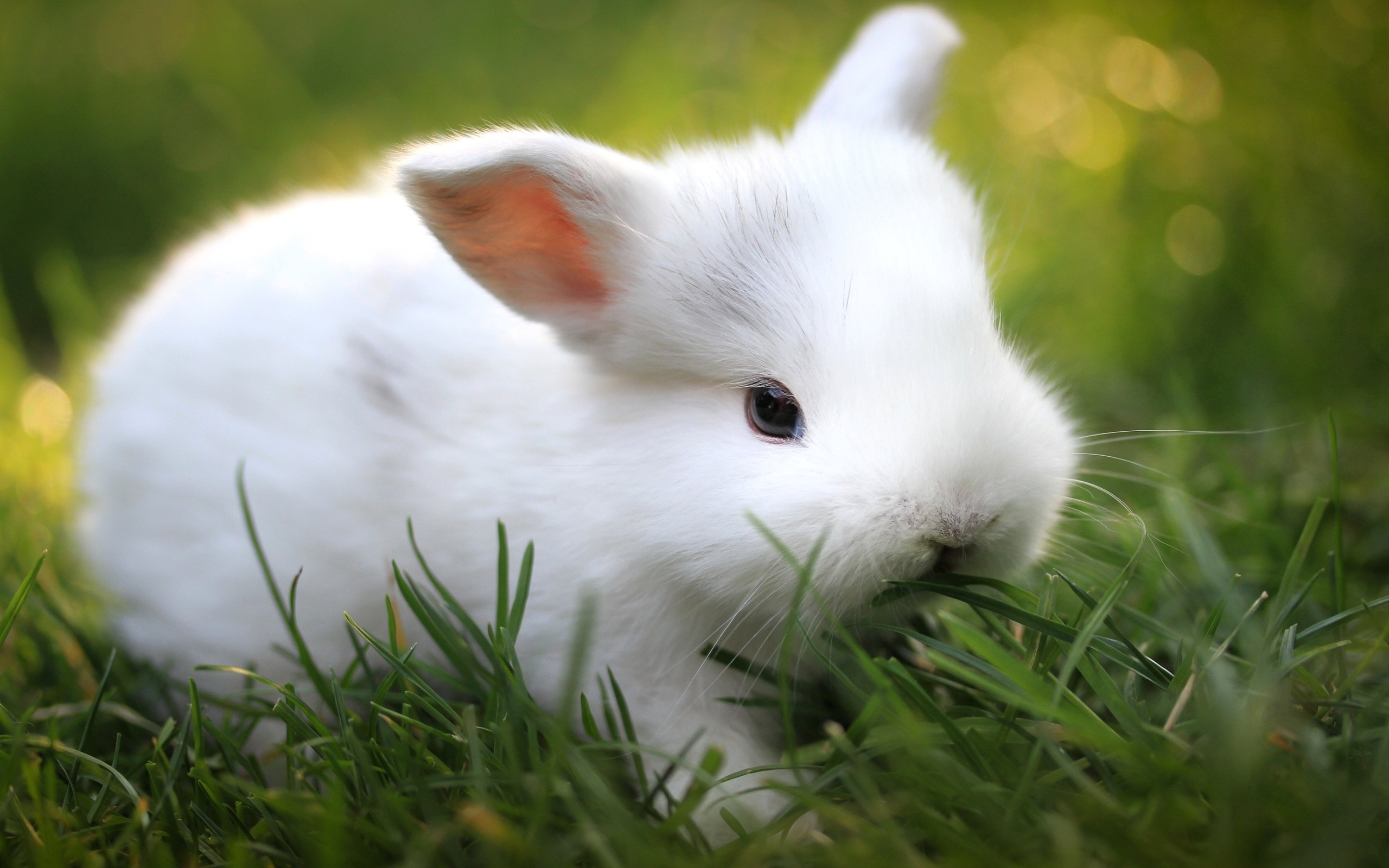 2560x1600 Cute little White Rabbit HD Wallpaper