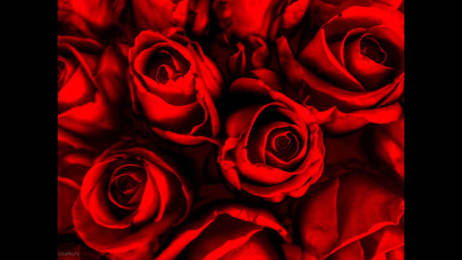1920x1080 Latest collection of Rose Flower Wallpapers
