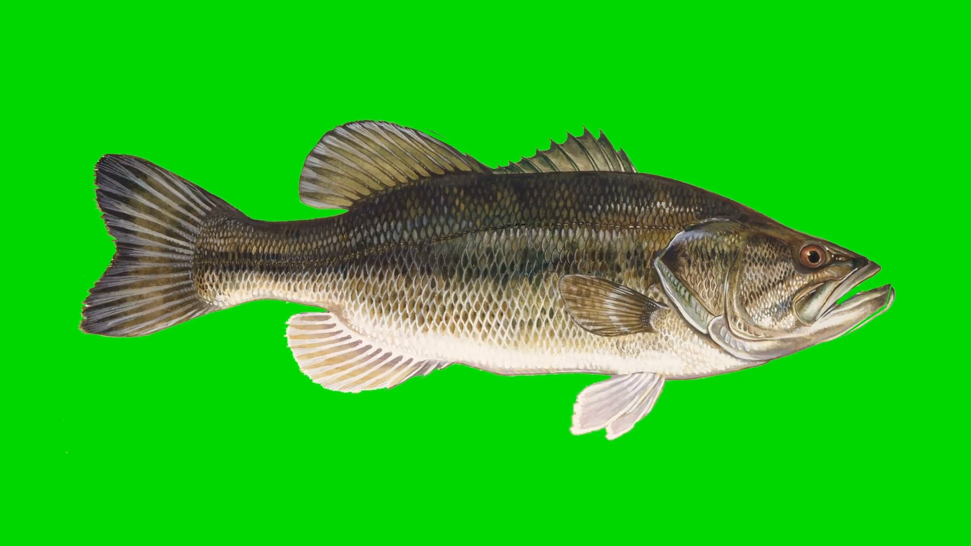1920x1080 Beautiful Illustration of Bass Fish Swimming on a Green Screen Background  Motion Background - VideoBlocks