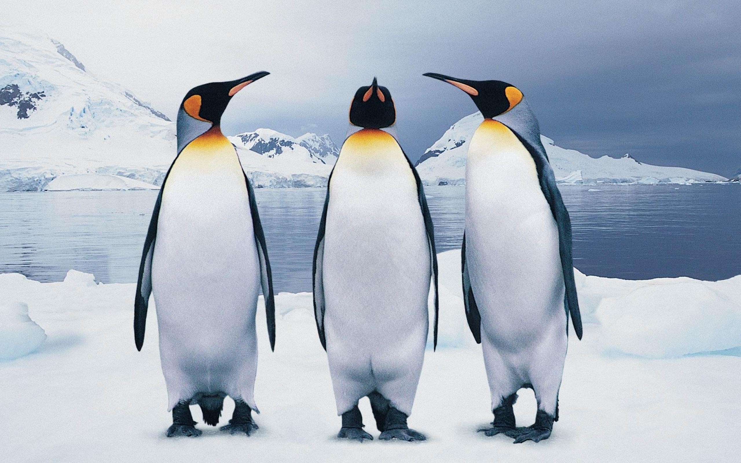 2560x1600 Penguin Wallpaper
