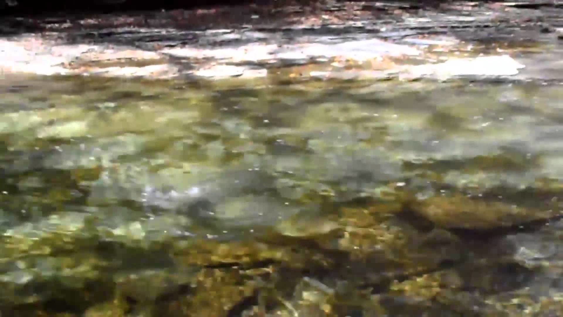 1920x1080 10/12/13 Fly Fishing Walnut Creek PA for Steelhead Abel Orvis - YouTube