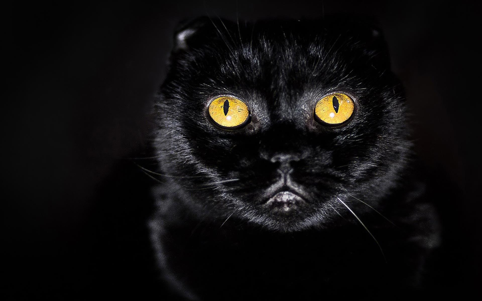 1920x1200 Black Cats With Yellow Eyes