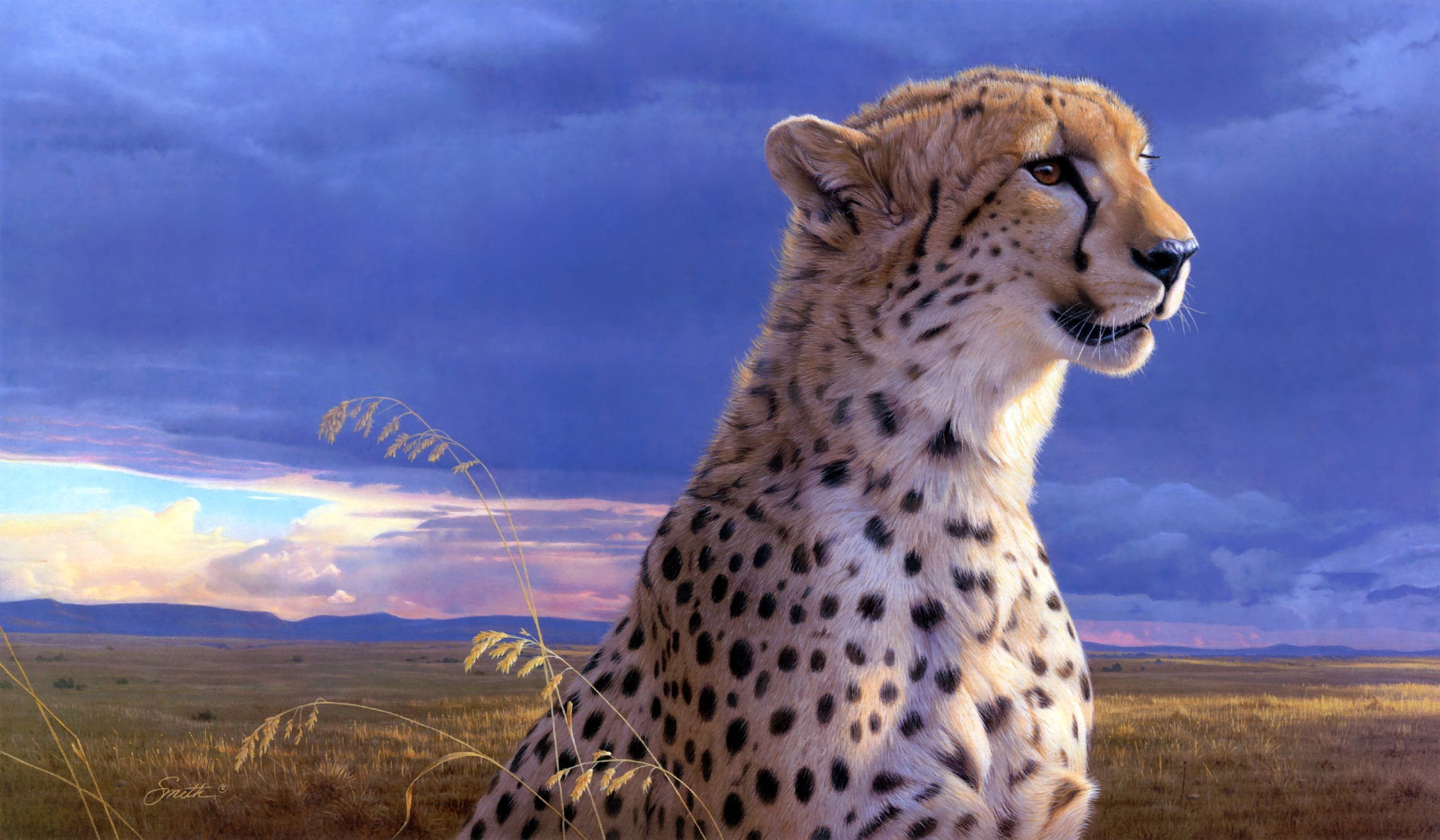 🥇 Animals king cheetah wallpaper | (115246)