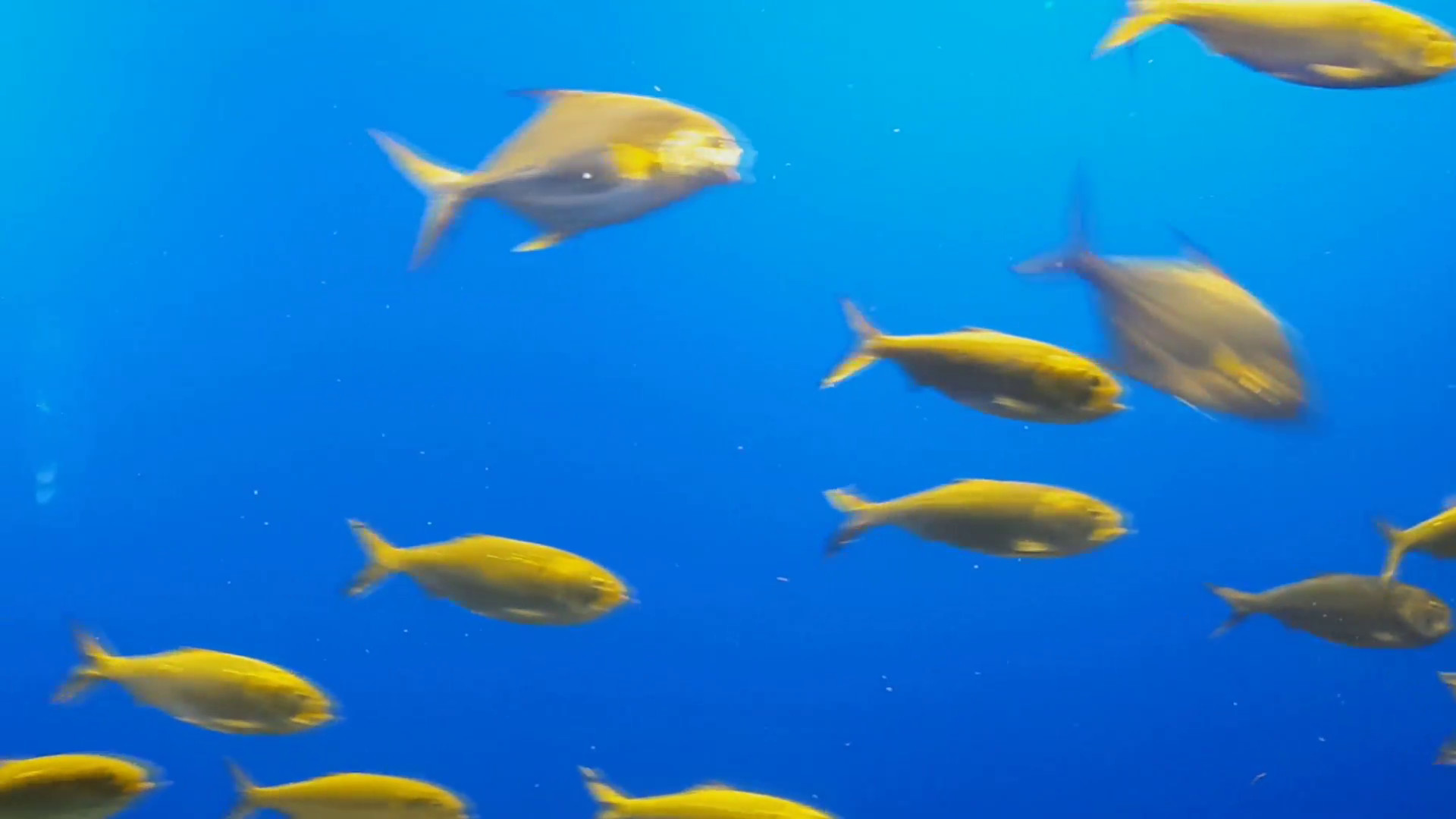 1920x1080 School Of Fish Yell Blue Water (Moving Background)