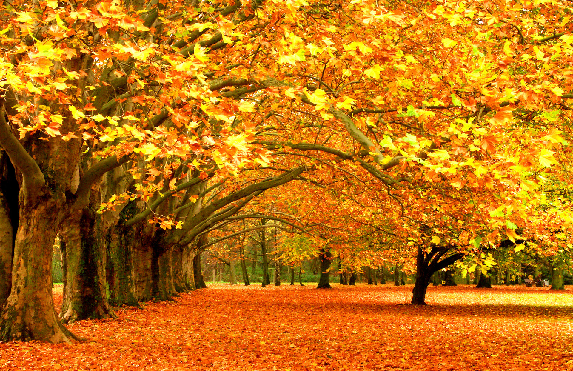 1920x1243 1920x1200 forest, tree, wallpaper,colourful, river backgrounds, seasons,  fall, season,autumn, widescreen, leaf color, high resolution, leaves,  landscape, .