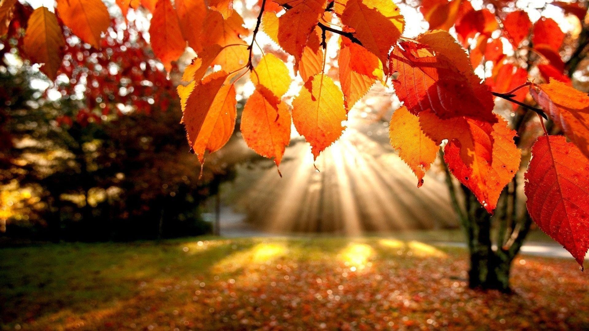 1920x1080 Autumn-leaves fall season HD free wallpapers backgrounds images .