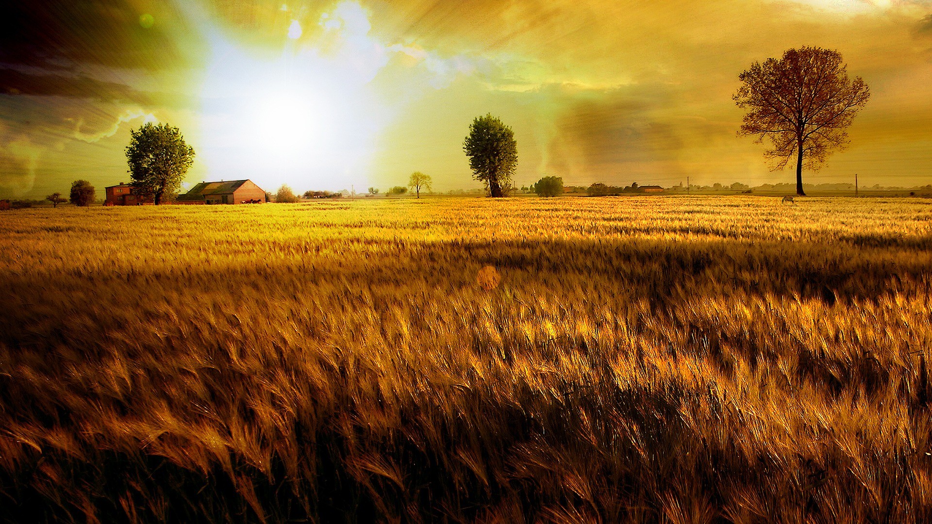 1920x1080 Fields Of Gold Wallpaper Photo Manipulated Nature Wallpapers