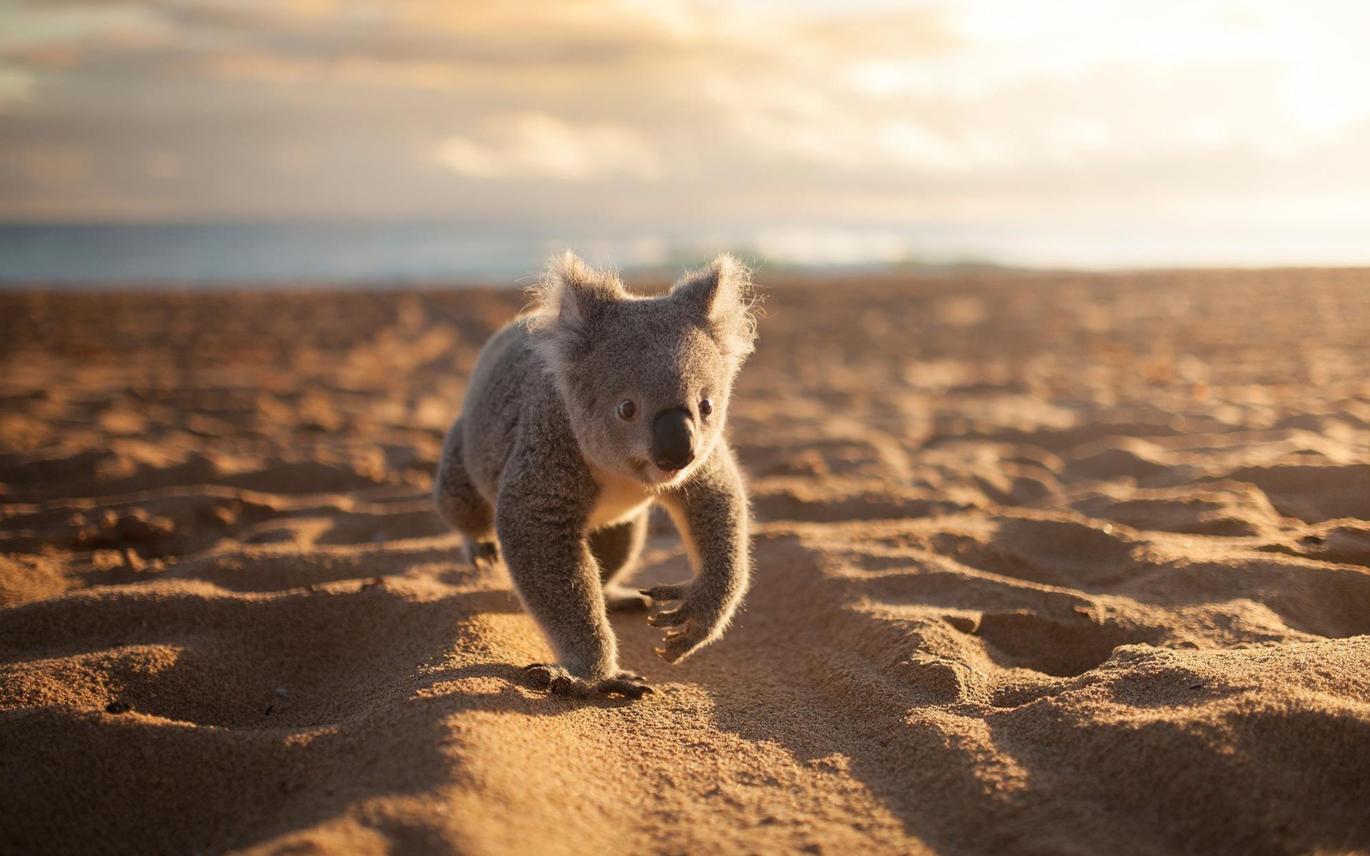 1920x1200 animals, Koalas, Beach, Sand Wallpapers HD / Desktop and Mobile .