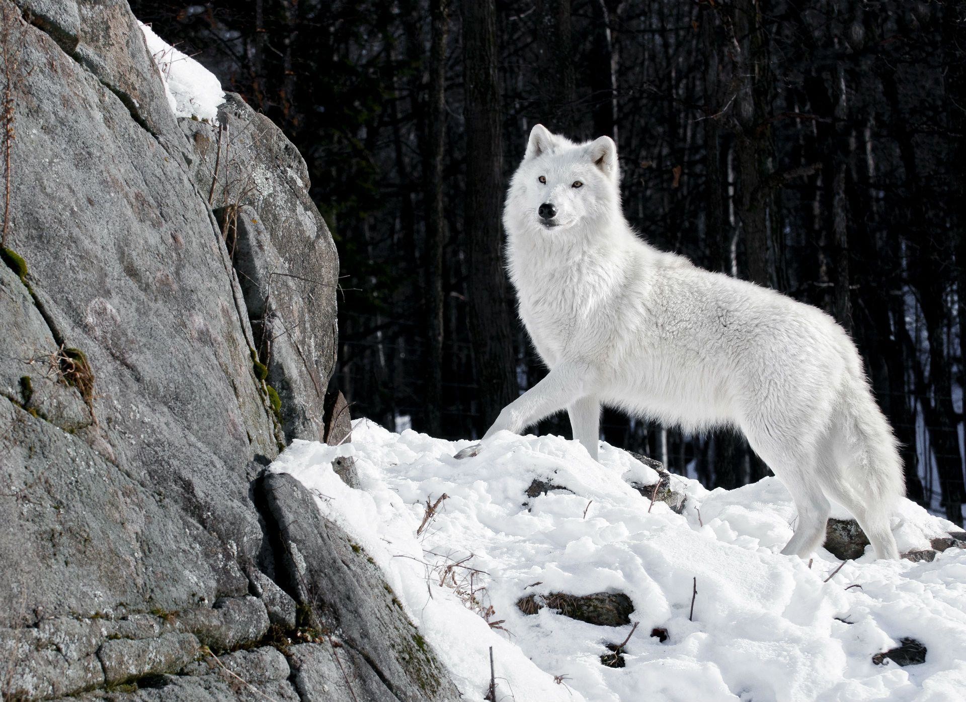1920x1397 Images For > White Wolf Wallpaper Iphone