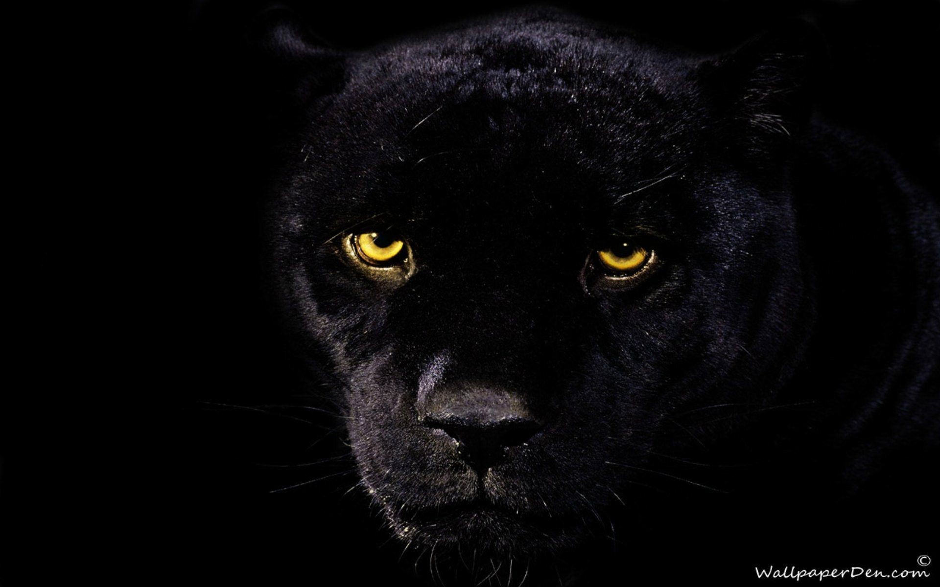 1920x1200  Black Panthers Wallpapers Group (70+)