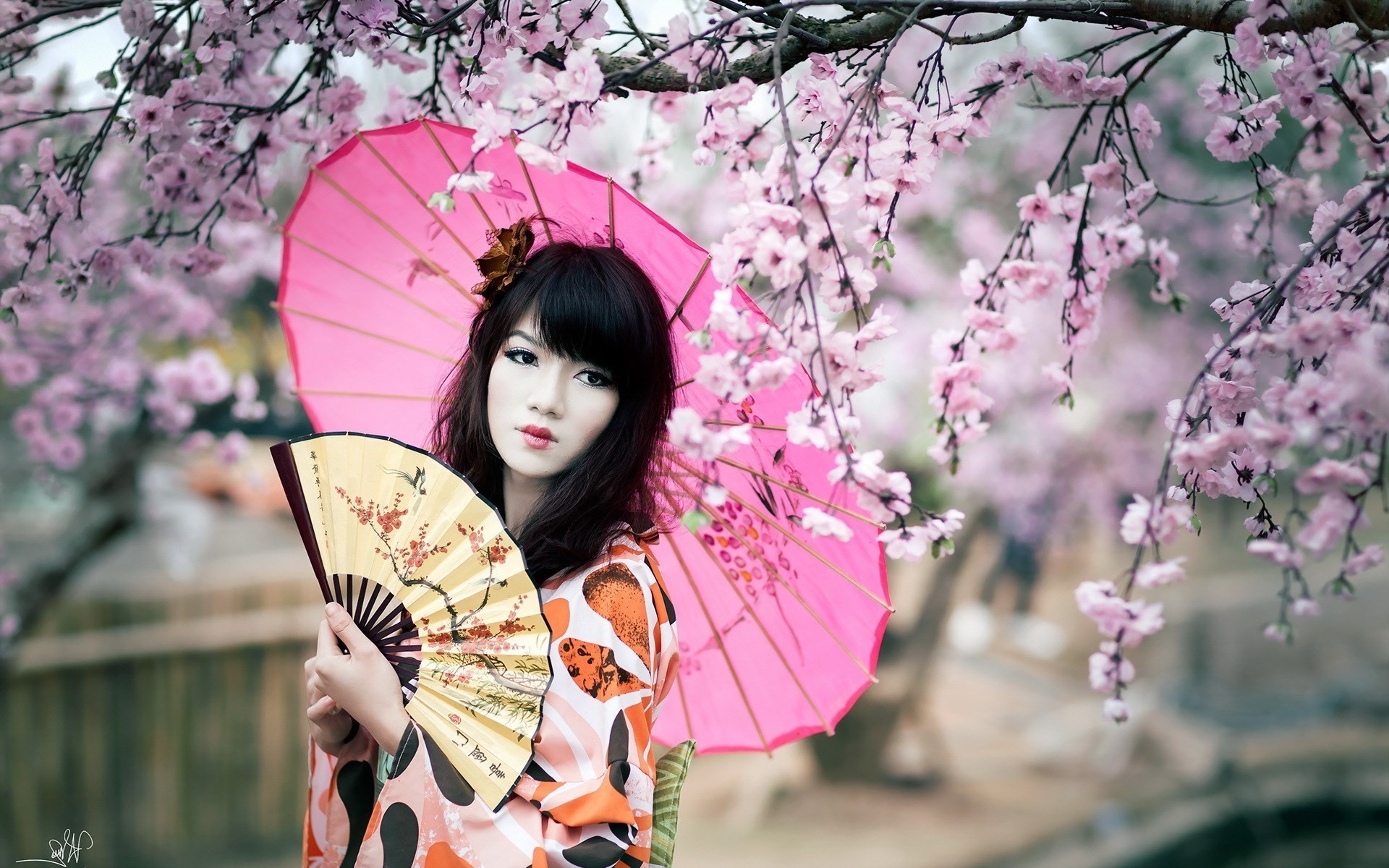1920x1200 women, Cherry Blossom, Japan, Fans, Parasol Wallpapers HD / Desktop and  Mobile Backgrounds