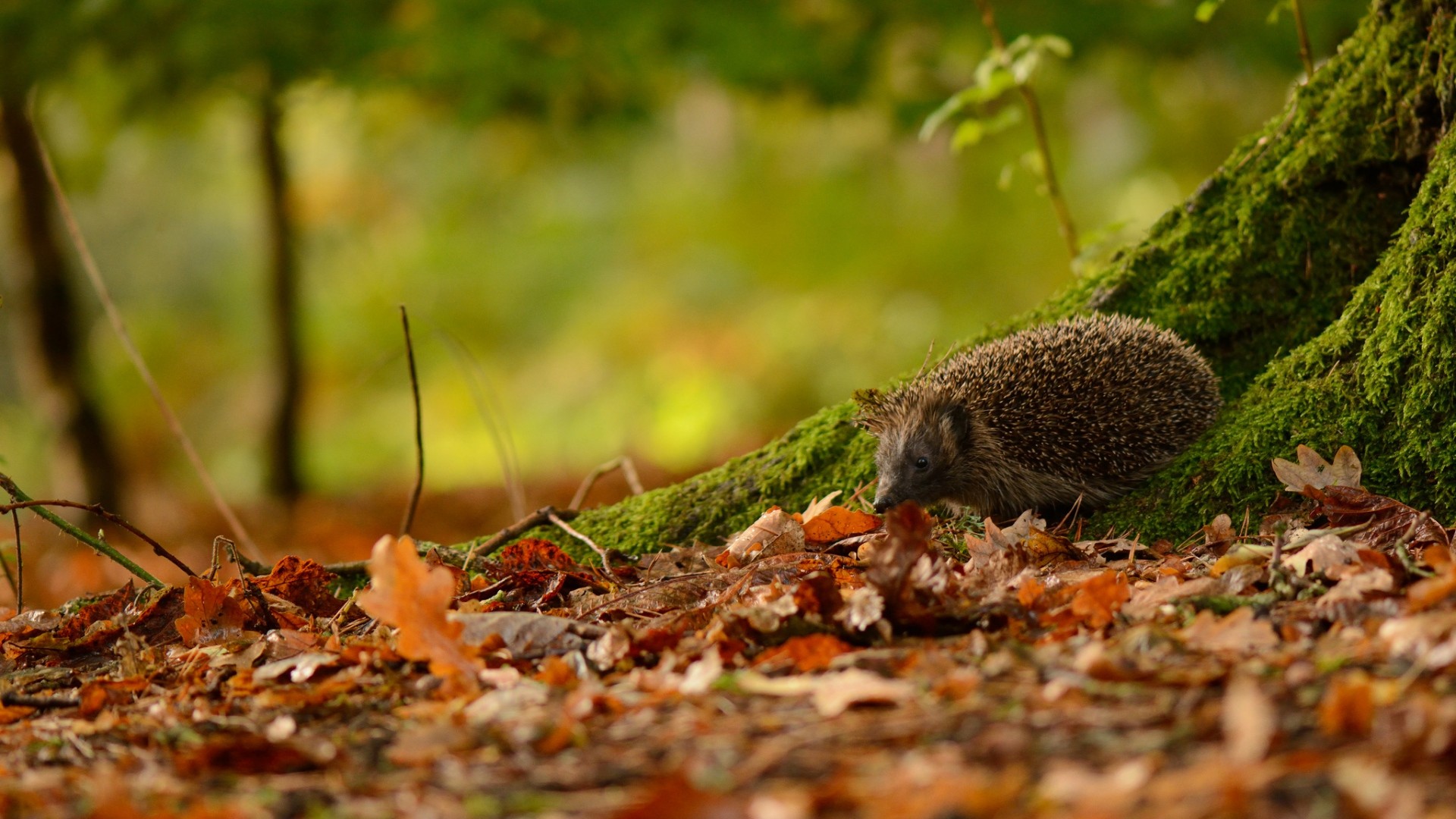 1920x1080 Download now full hd wallpaper hedgehog blurry forest awesome ...