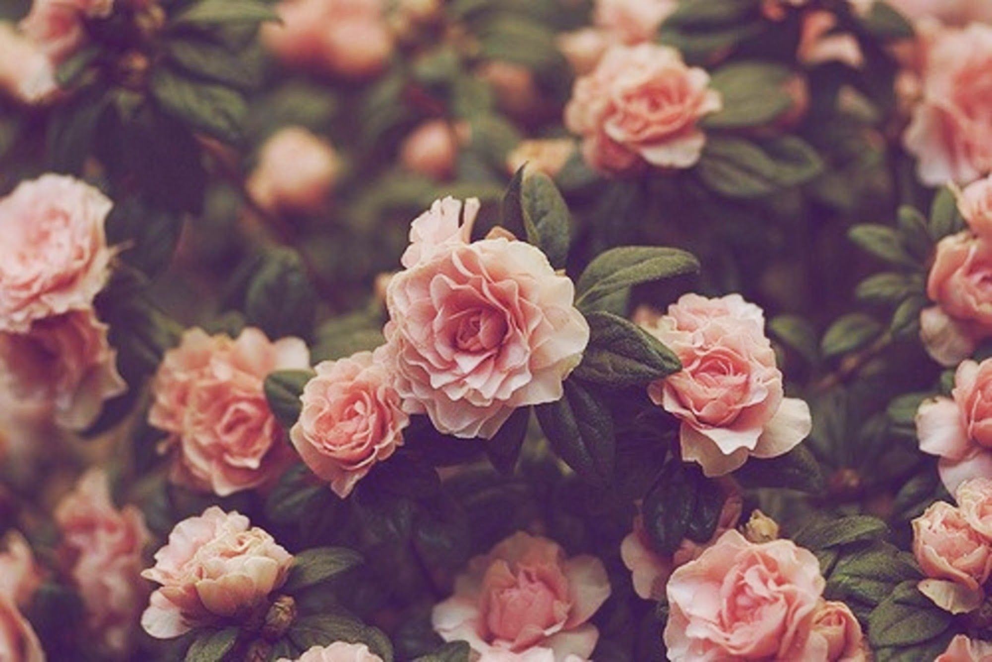 2000x1336 Vintage Flower Wallpapers Tumblr Group (36+)