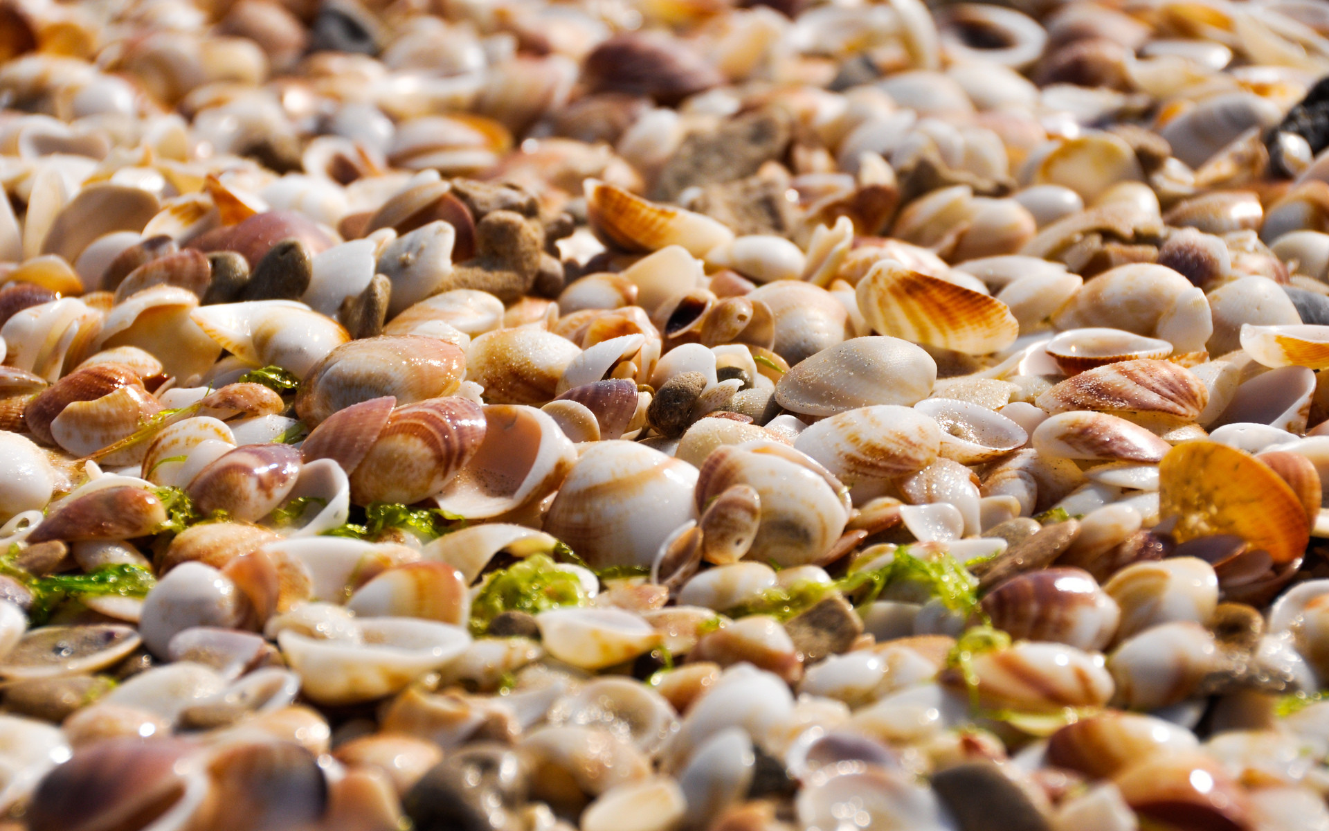 1920x1200 Picture of many empty shells on the beach:
