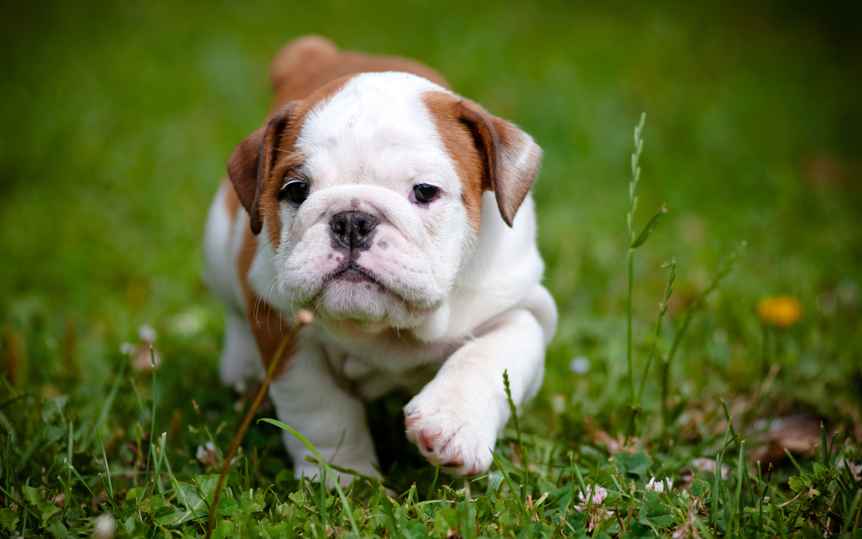 2880x1800 Dog Puppies High Quality Wallpapers