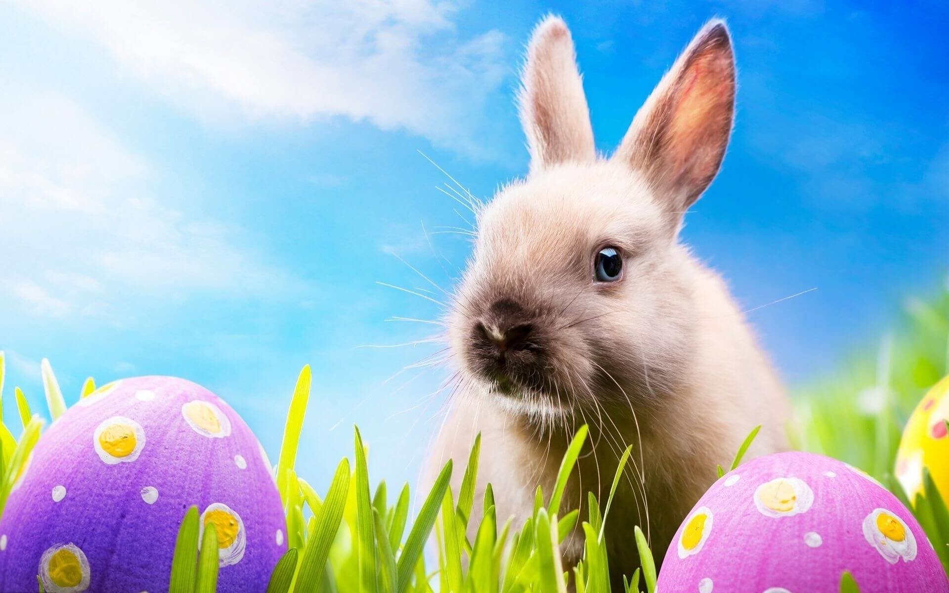 1920x1200  Happy Easter Wallpapers Â· Download Â· hd ...