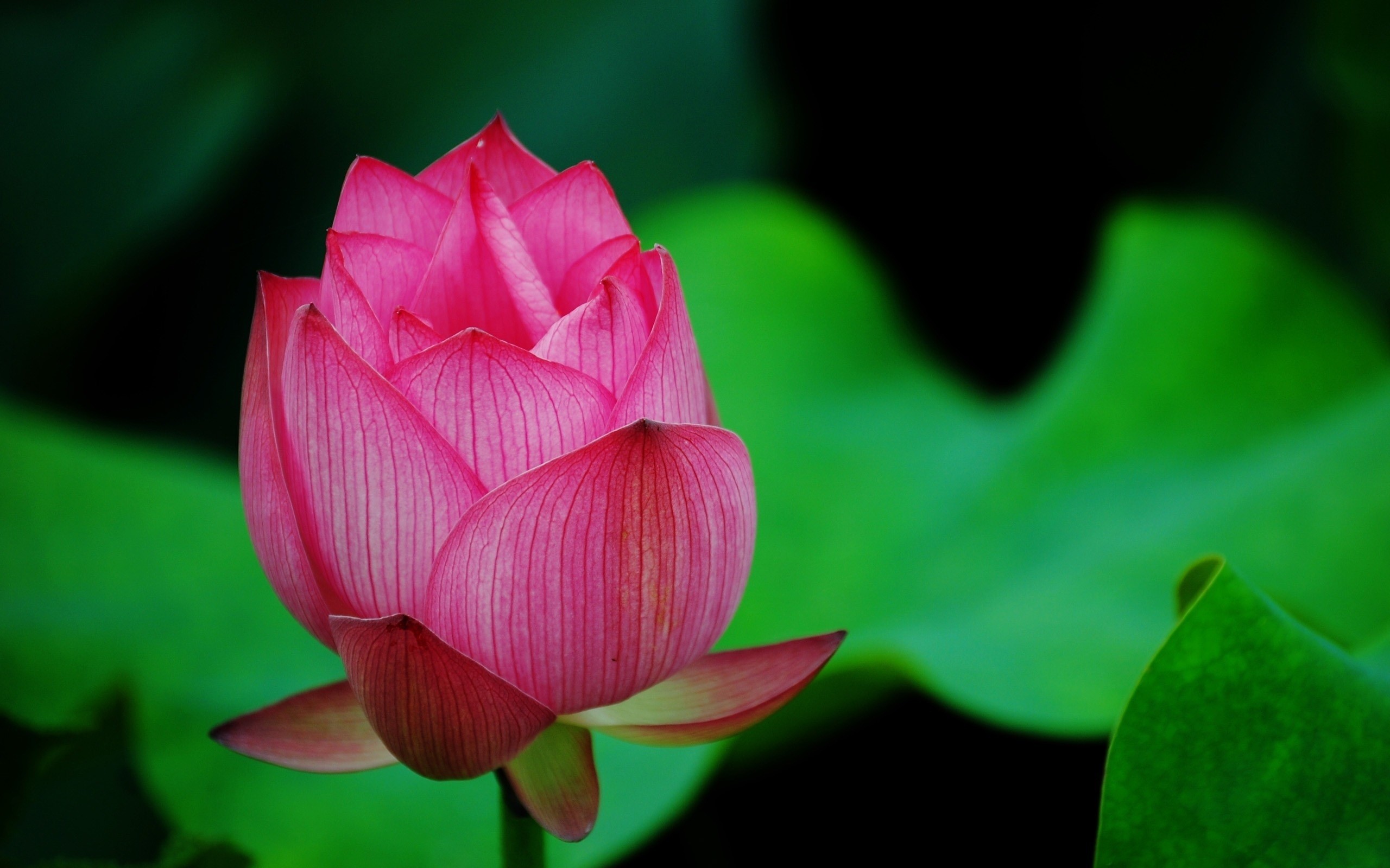 2560x1600 Blooming Lotus Flower HD Wallpaper