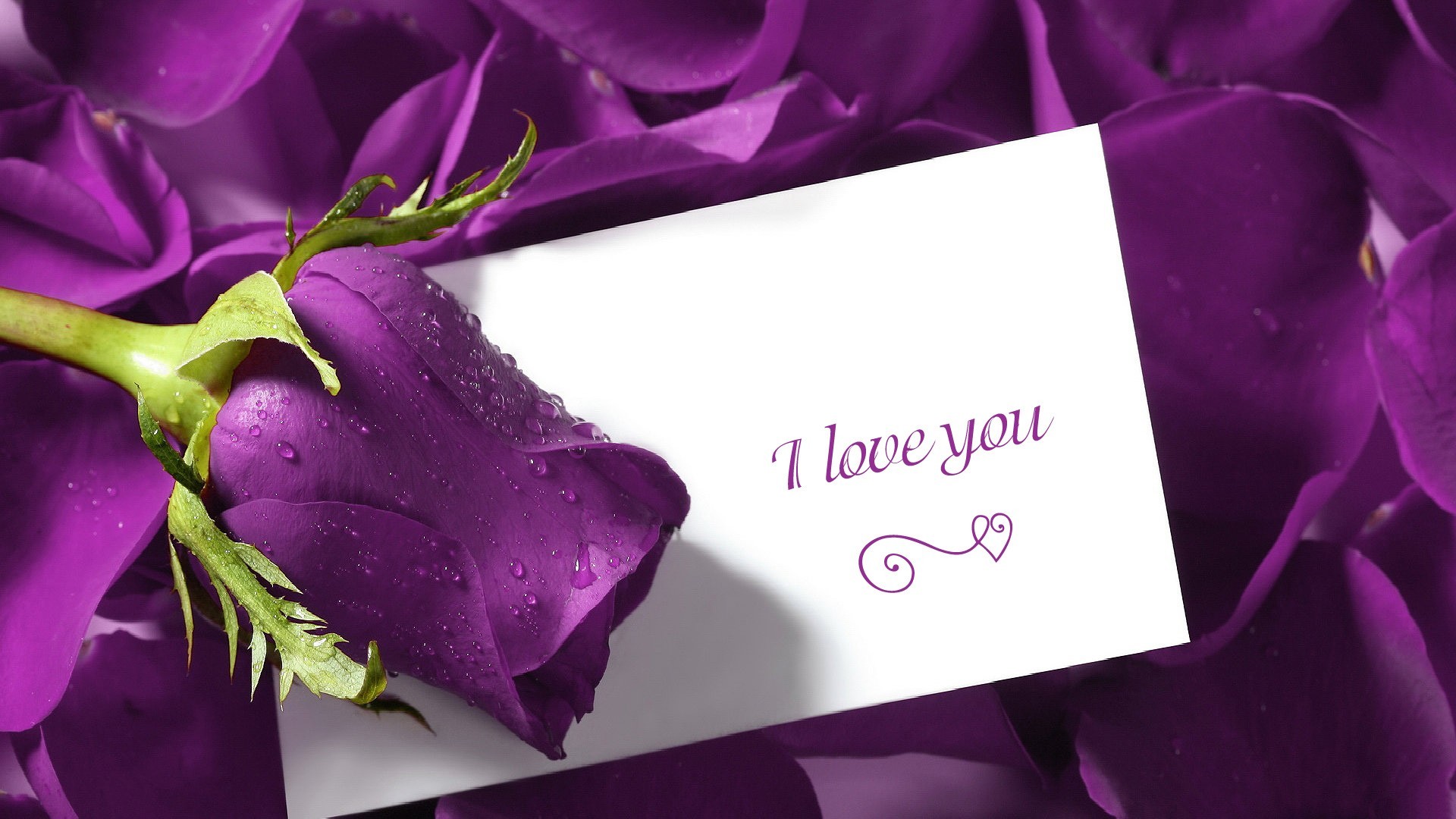 1920x1080 Cute Love And Purple Rose Flower Wallpaper Des #7055 ... | 1920 x