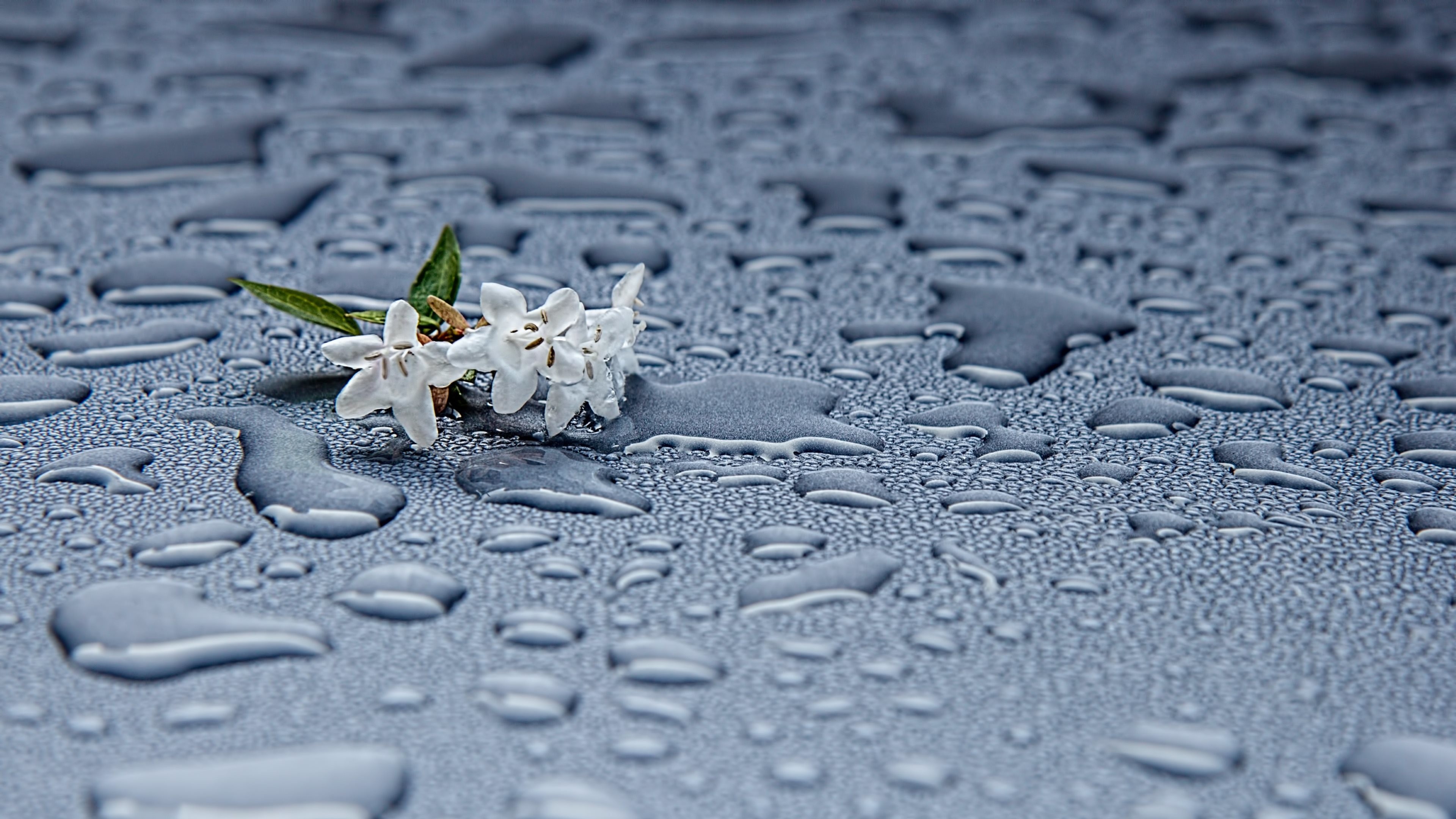 3840x2160 Wallpaper: Rain drops and white flowers