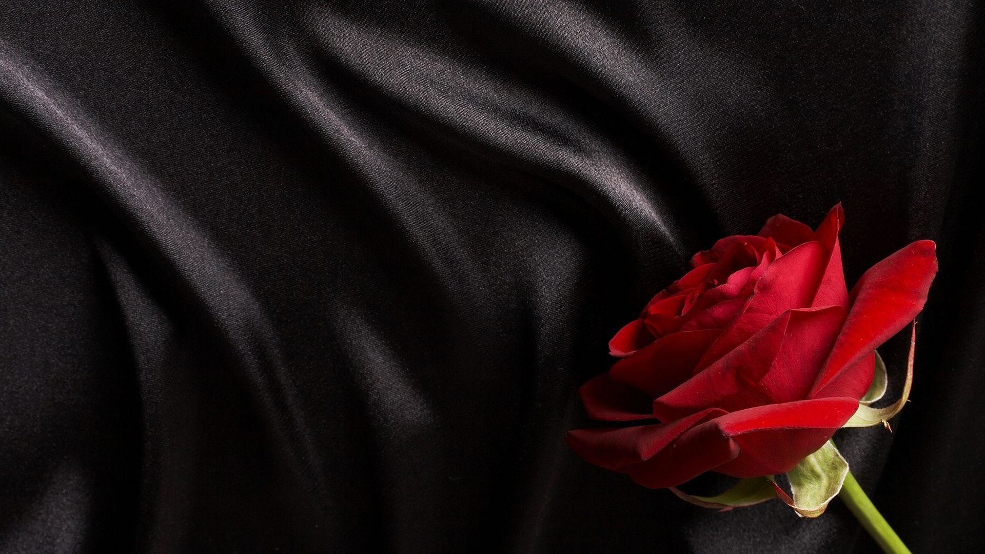 1920x1080 Black and Red Roses | Red And Black Rose Wallpapers 8 Wide .