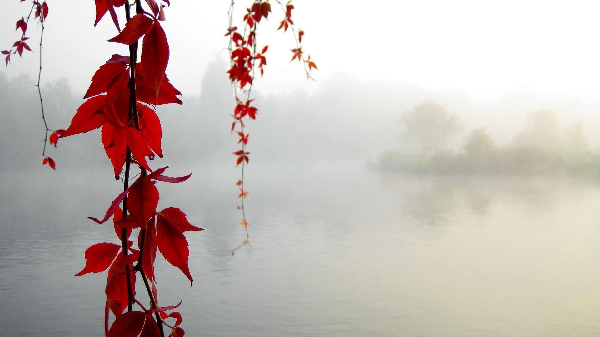 1920x1080 lake, Mist, Leaves, Red Leaves Wallpapers HD / Desktop and Mobile  Backgrounds