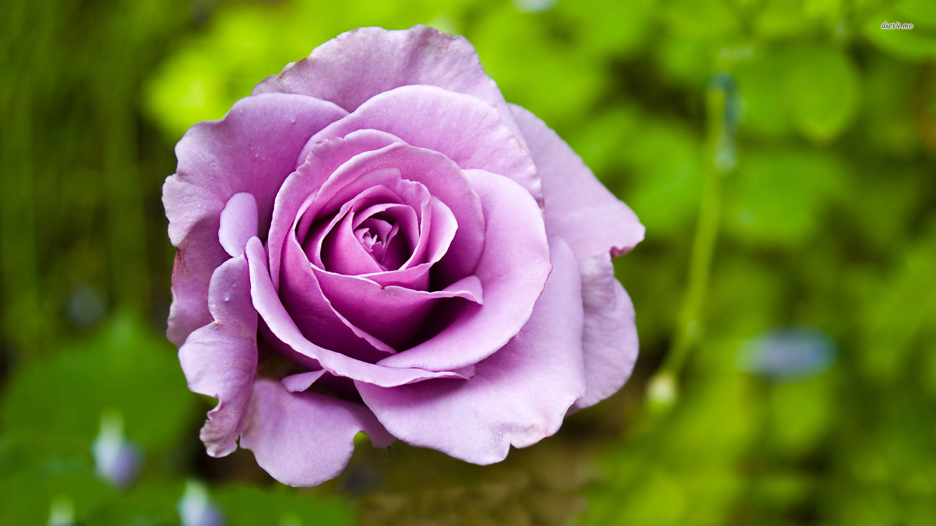 1920x1080 Nature Flowers Purple rose on a background of grass #wallpapers