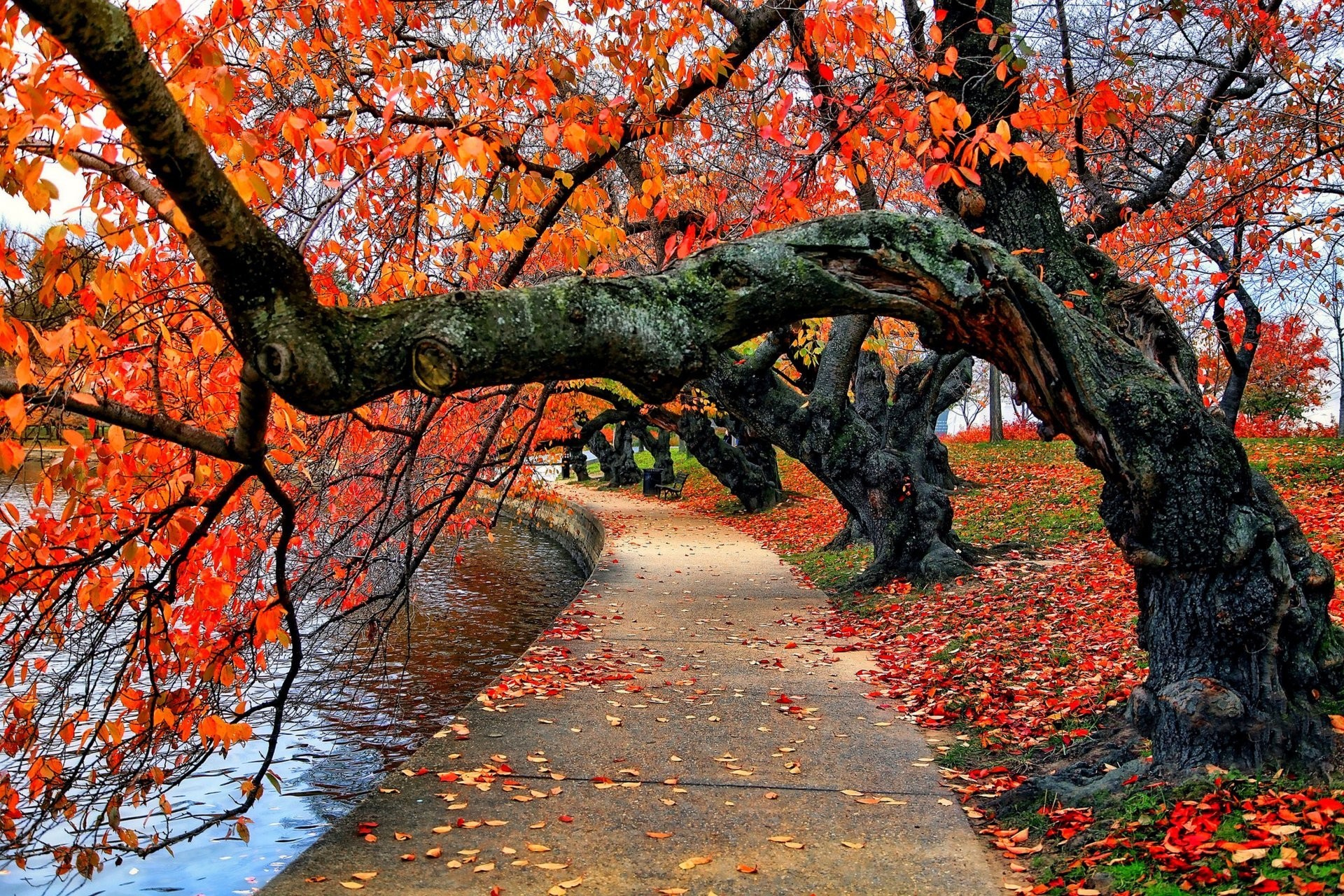 1920x1280 nature river bench water park trees leaves colorful autumn fall colors walk  tree forest sky