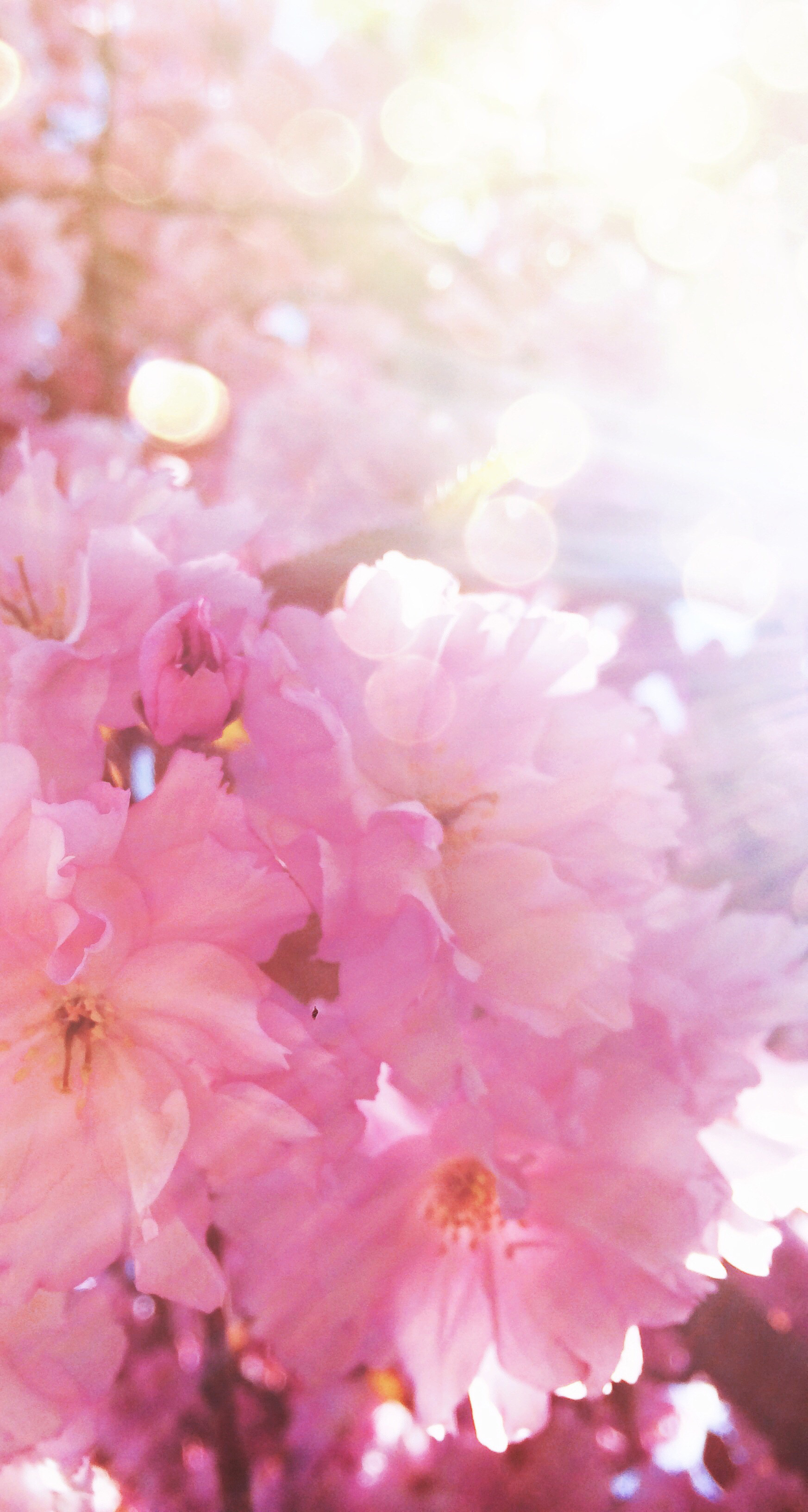 1745x3264 My beloved #cherrytree in mummy's garden :) #cherry #blossom #pink # Â· Cute  BackgroundsIphone ...