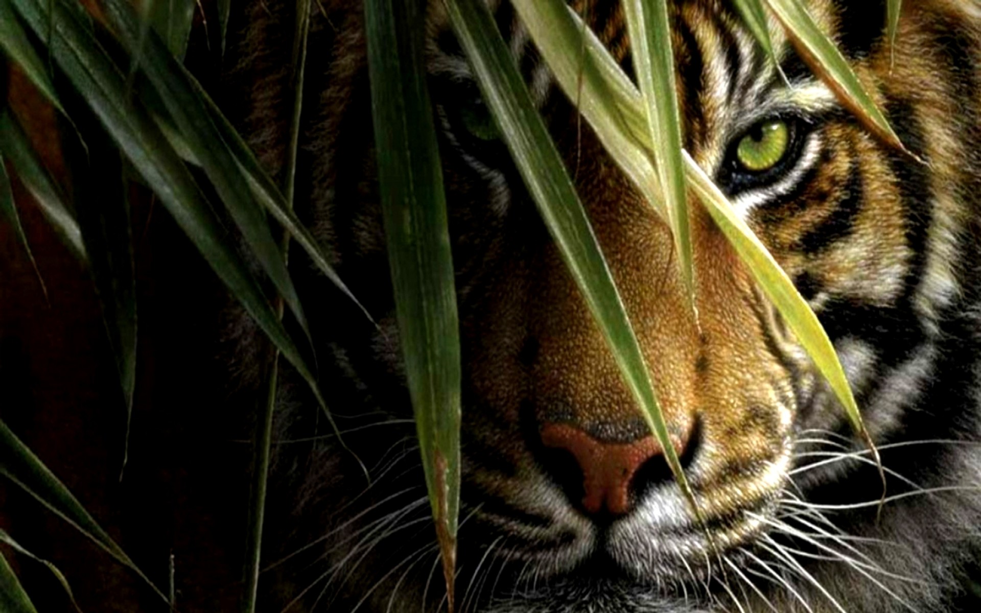 1920x1200 Tiger Wallpapers 3d Images