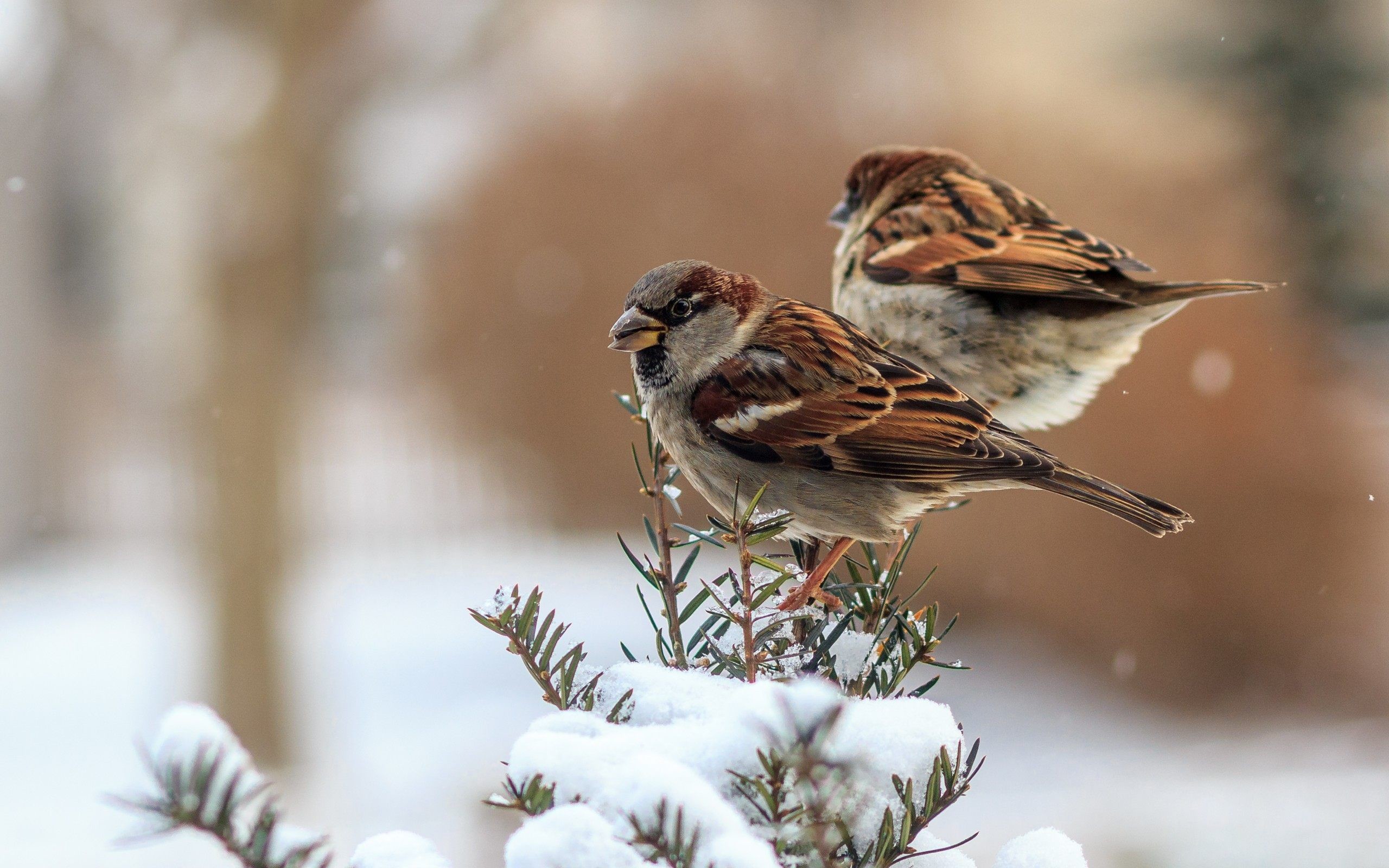 2560x1600 Sparrows winter birds wallpaper download sparrows winter birds jpg   Winter bird wallpaper