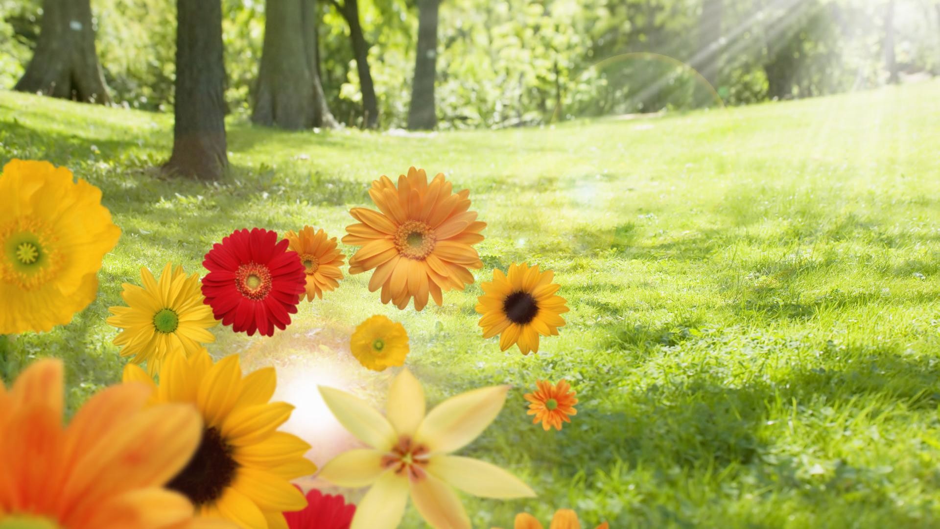 1920x1080  Sunshine summer and color flowers desktop backgrounds wide  wallpapers:1280x800,1440x900,1680x1050