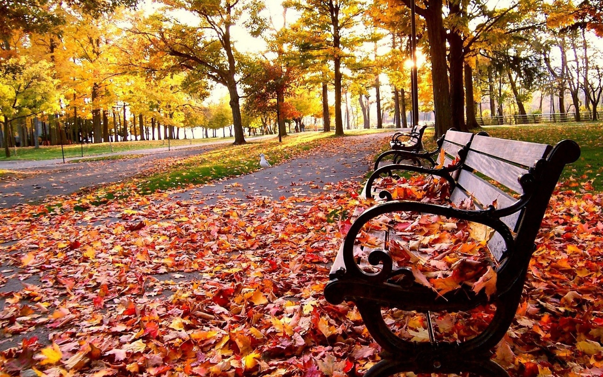 1920x1200 Bench Fall Leaves