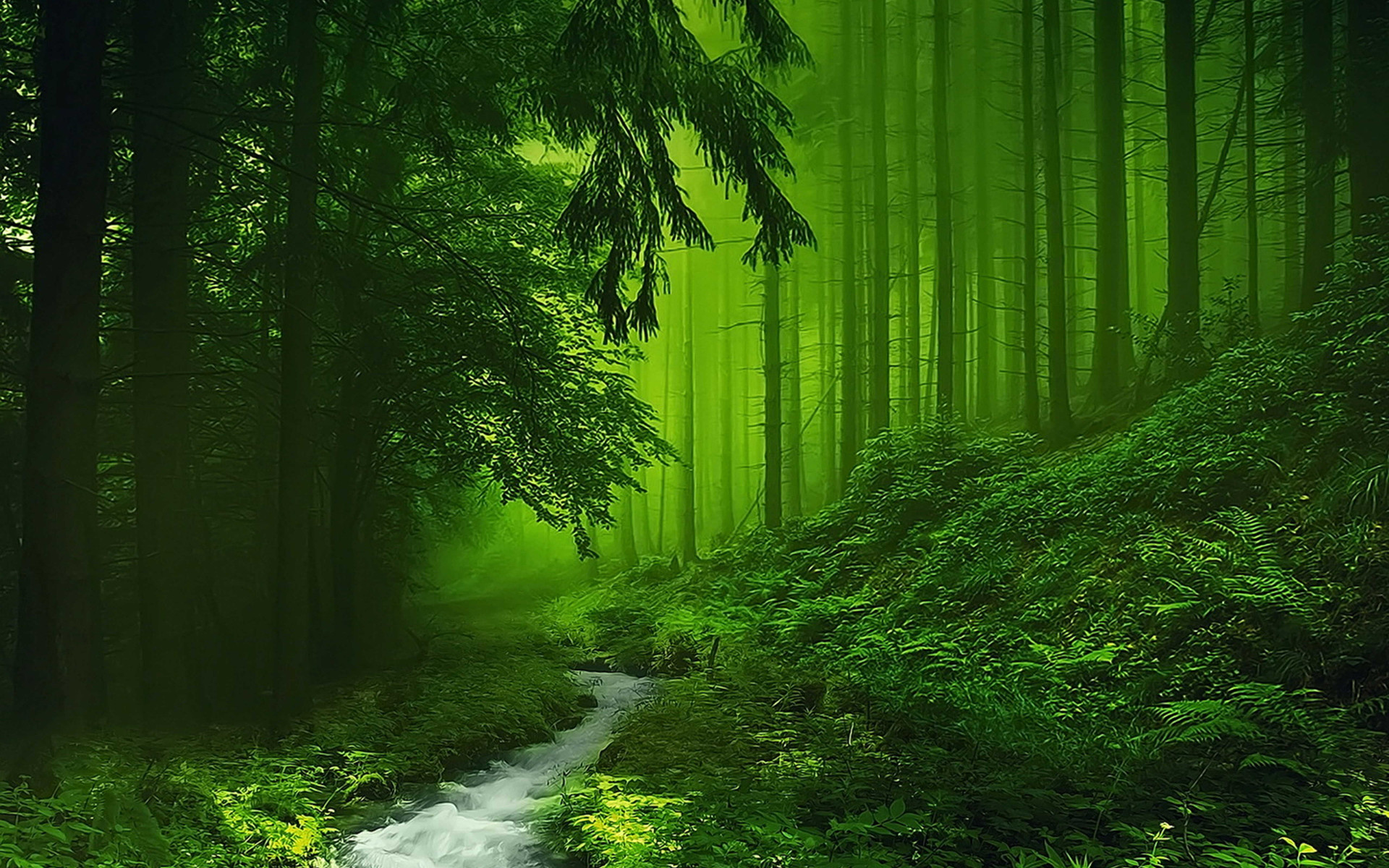 1920x1200 woods background image photo - 1
