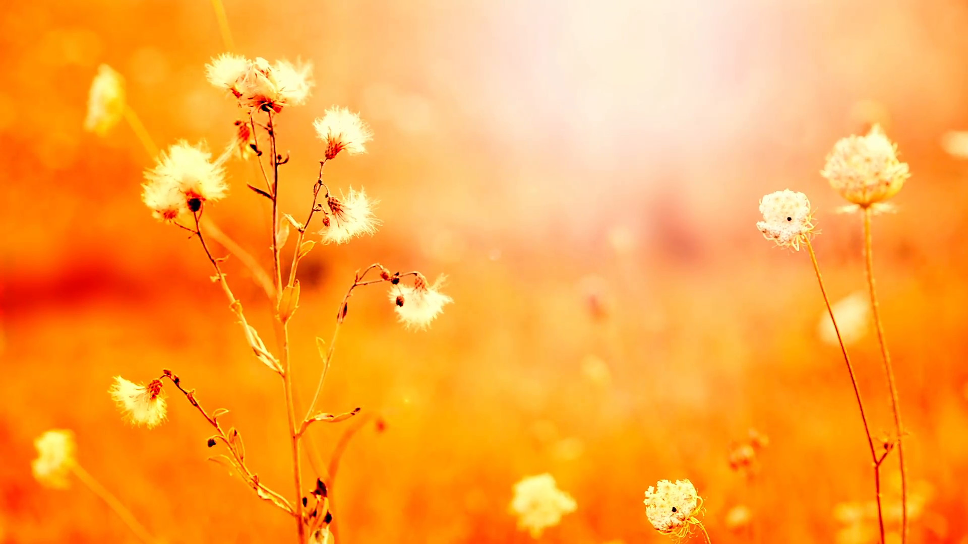 1920x1080 Beautiful flowers in field on sunset background. Sunny outdoor bright  evening. Autumn theme background