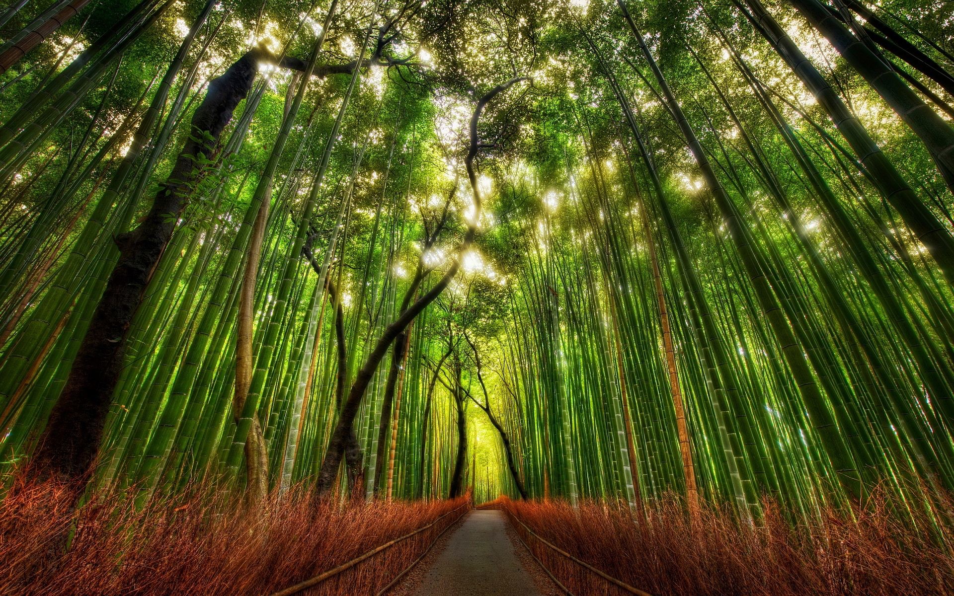 1920x1200 Bamboo Forest Kyoto Japan HD Wallpaper