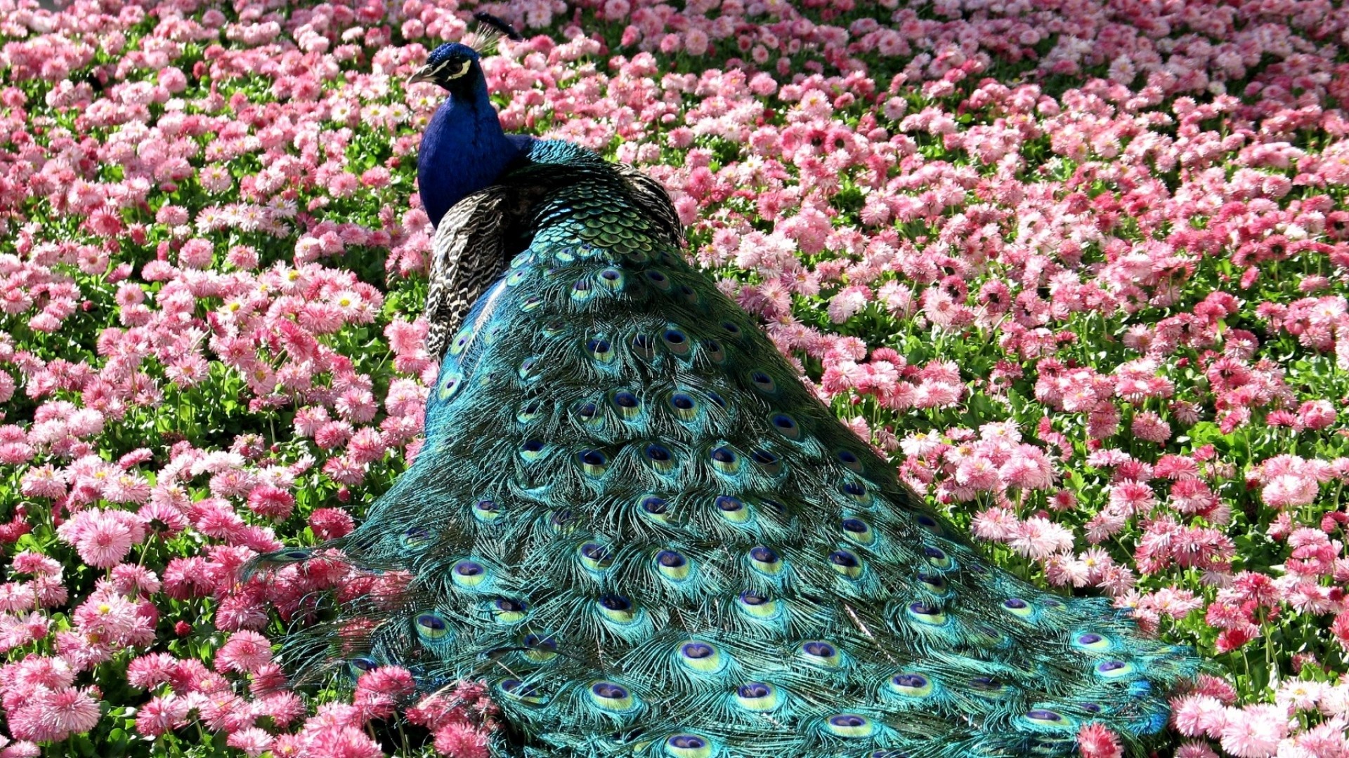 1920x1080 Beautiful And Amazing Peacock 2