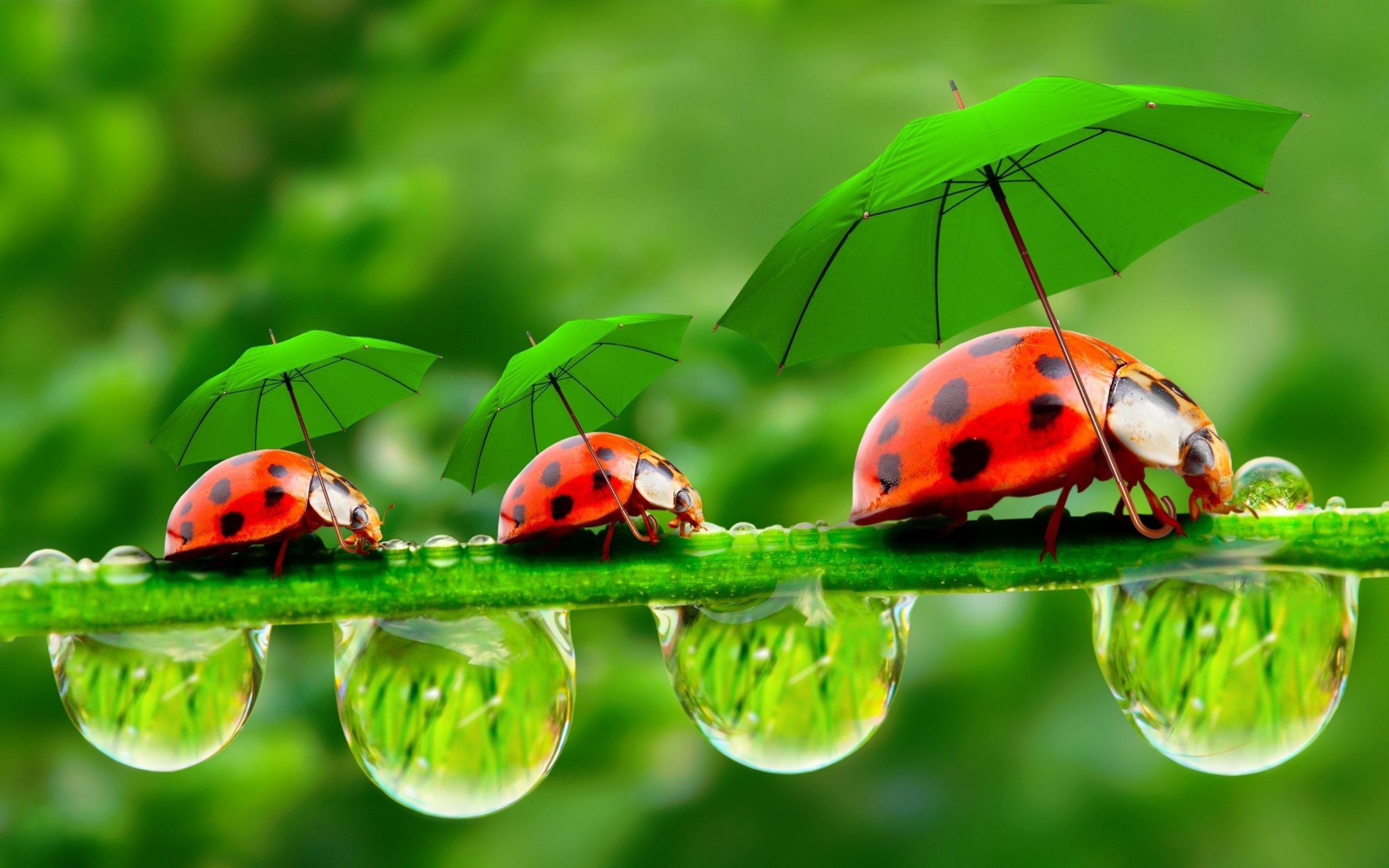 2560x1600 Lady Bugs With Umbrella Funny Wallpaper