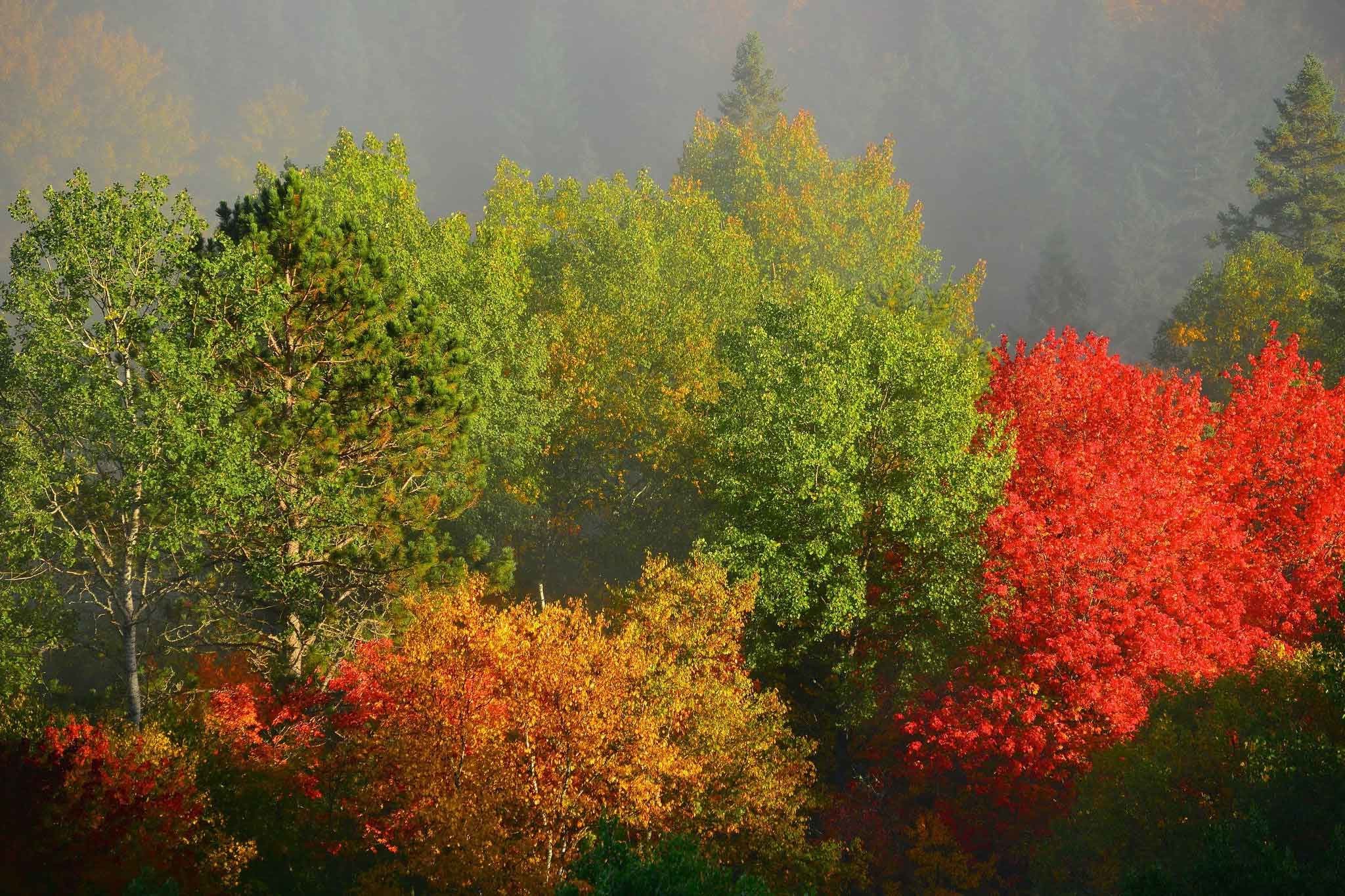 2048x1365 Trees Foliage Autumn Fog Nature Wallpaper Desktop Background Full Screen