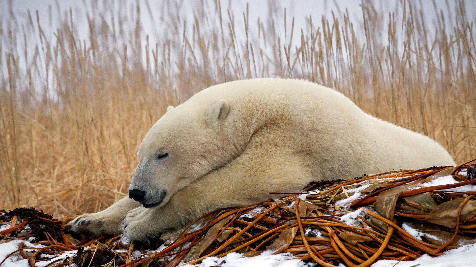 1920x1080 Polar Tag - Nature Bears Animals Wildlife Polar Seasons Winter Predator  Snow Ice Bear Pictures for