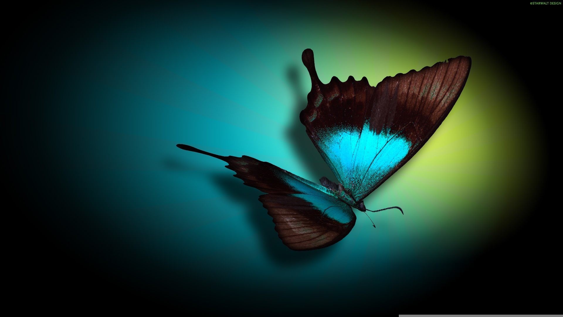 1920x1080 Morpho Butterfly HD Wallpaper Free Download For Desktop