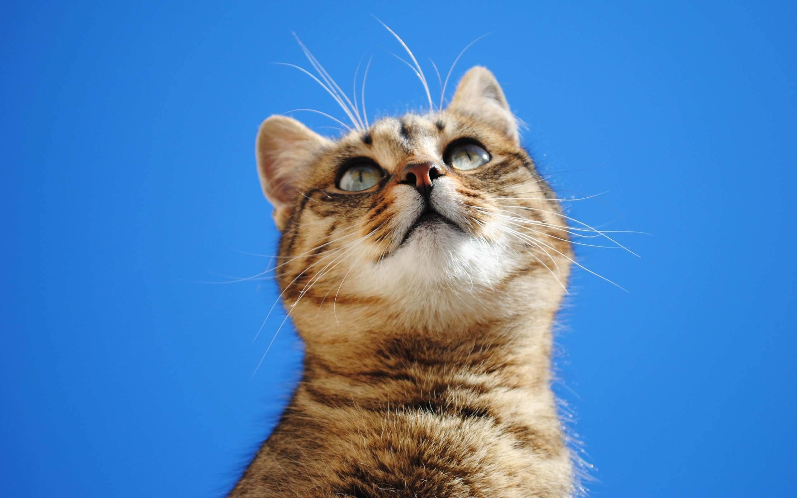 2560x1600 Most Beautiful Cat With Blue Sky 4k Wallpaper