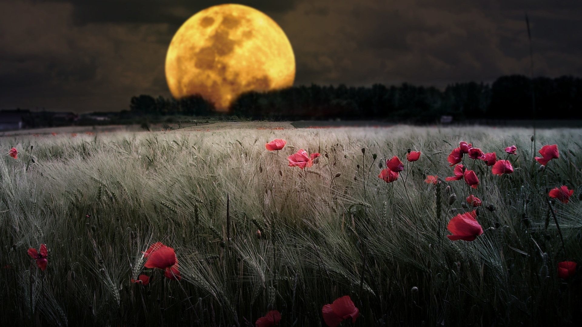 1920x1080 Ground Field Montage Moons Corn Planets Poppy Wildflower Background  Wallpapers Nature - 1920x1200